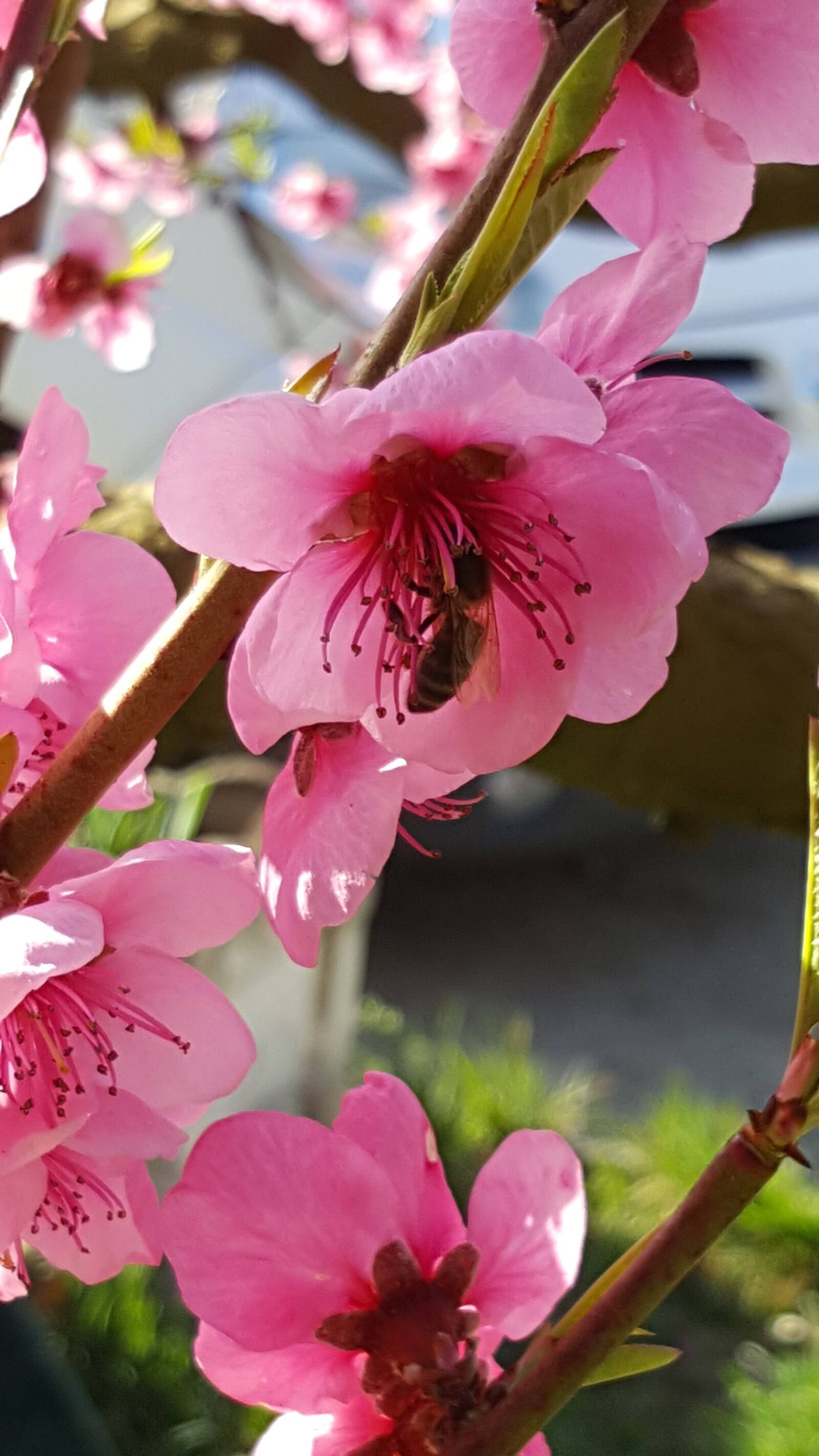 Samsung Galaxy S6 sample photo. Flower, nature, spring photography
