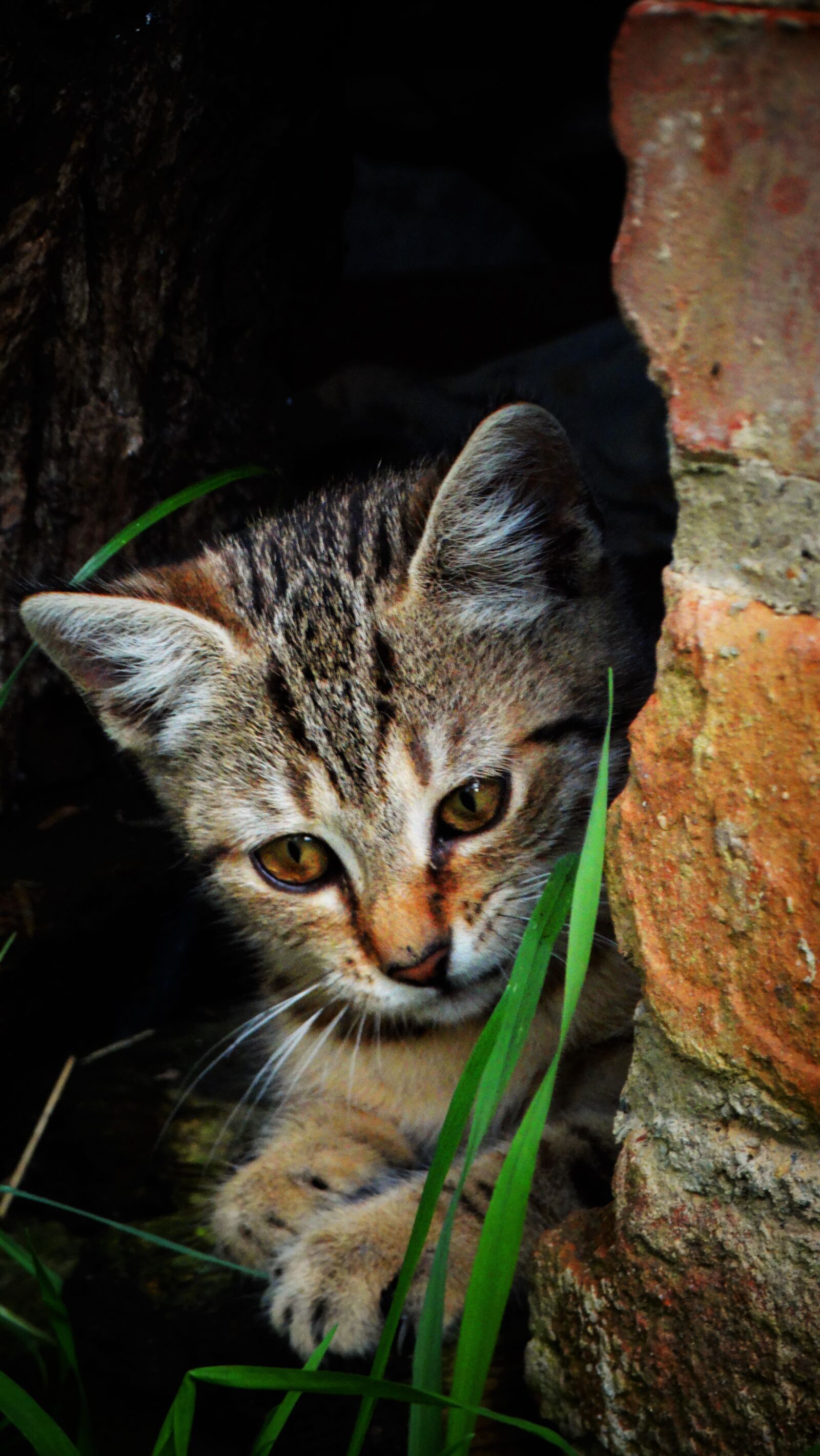 Sony Cyber-shot DSC-HX300 sample photo. Cat, feline, kitten photography