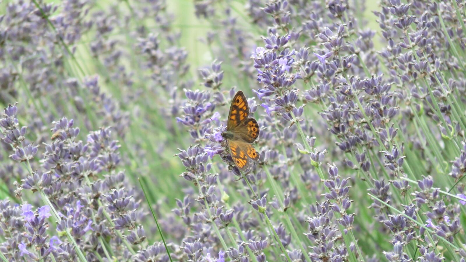 Canon PowerShot SX700 HS sample photo. Butterflies, argusvlinder, butterfly photography