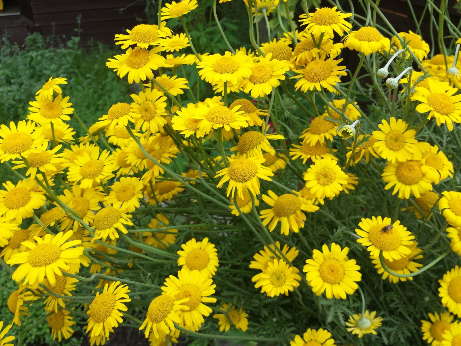 Samsung Galaxy S4 sample photo. Flowers, bee, hummel photography