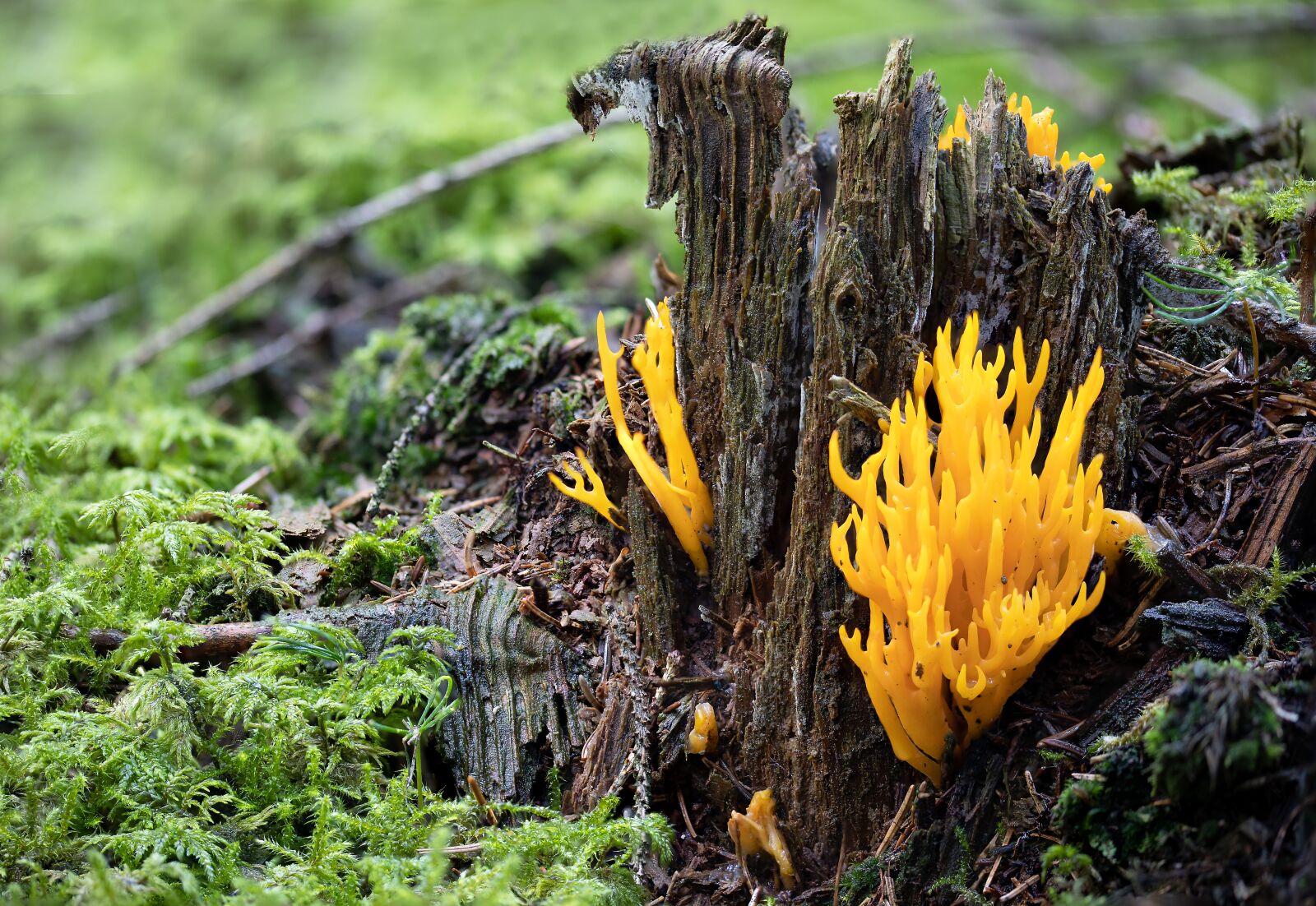 Canon EOS R sample photo. Calocera viscosa, mushroom, goatee photography
