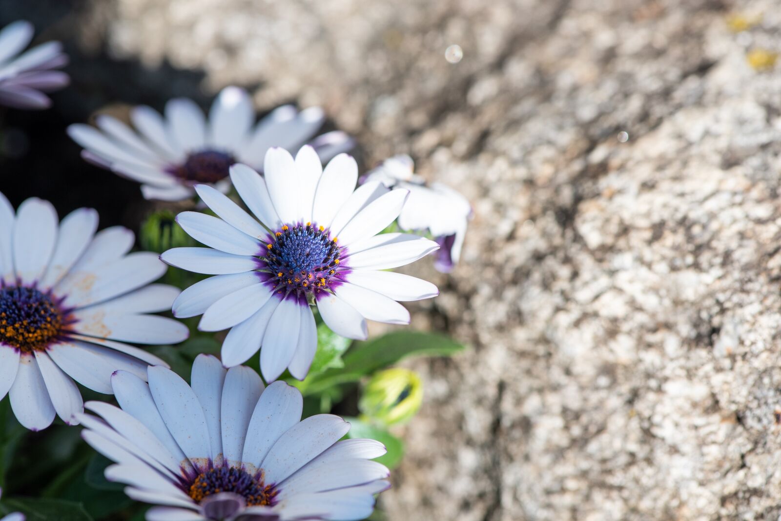 Nikon D750 sample photo. Flowers, garden, white photography