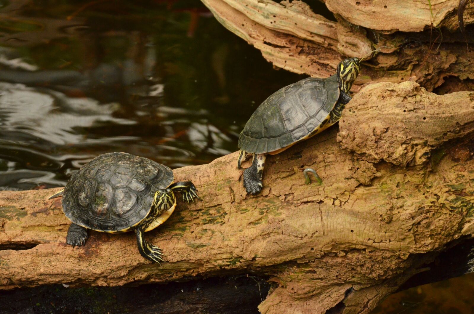 Nikon D7000 sample photo. Turtle, branch, water photography