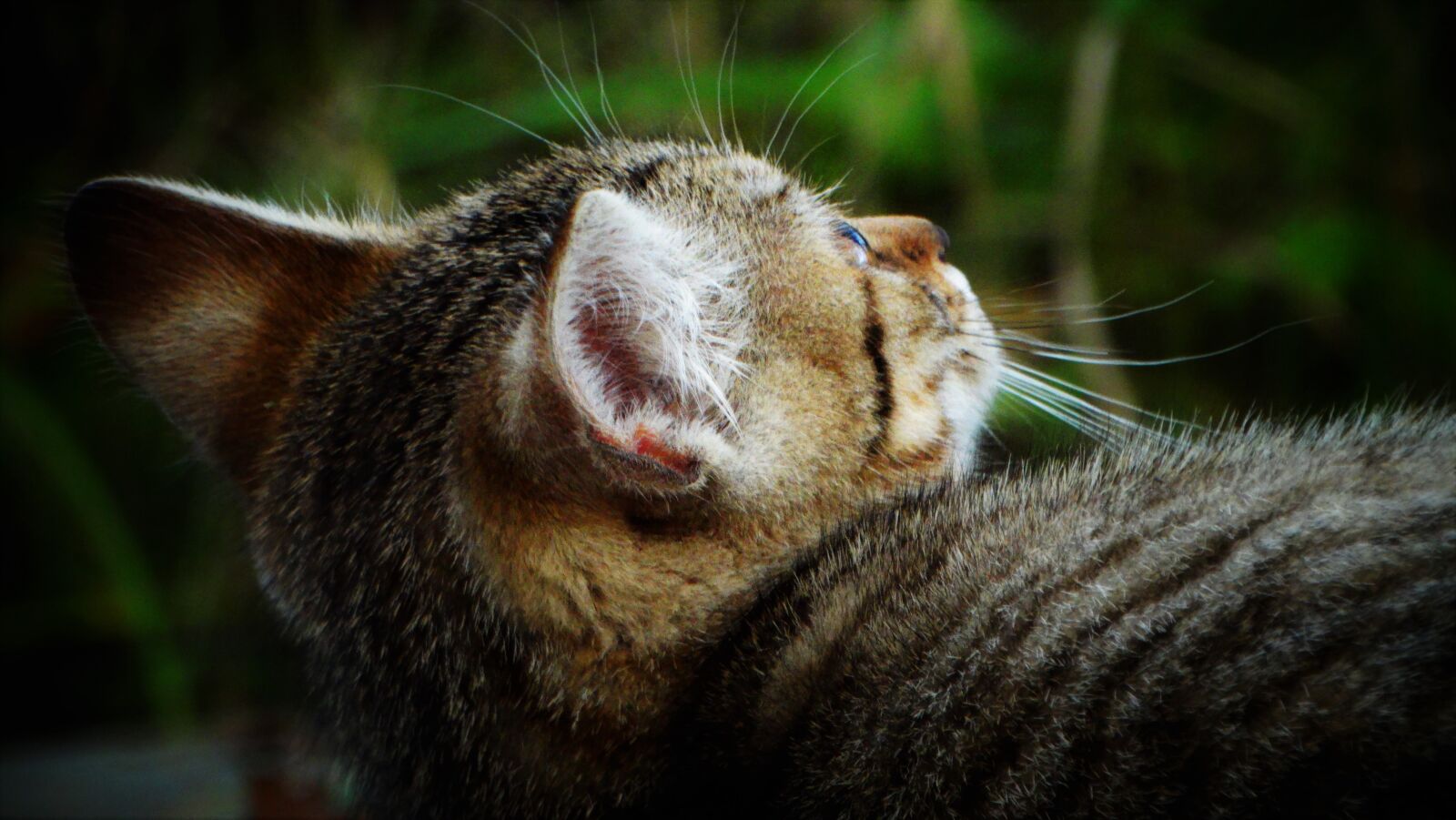 Sony Cyber-shot DSC-HX300 sample photo. Cat, kitten, pet photography