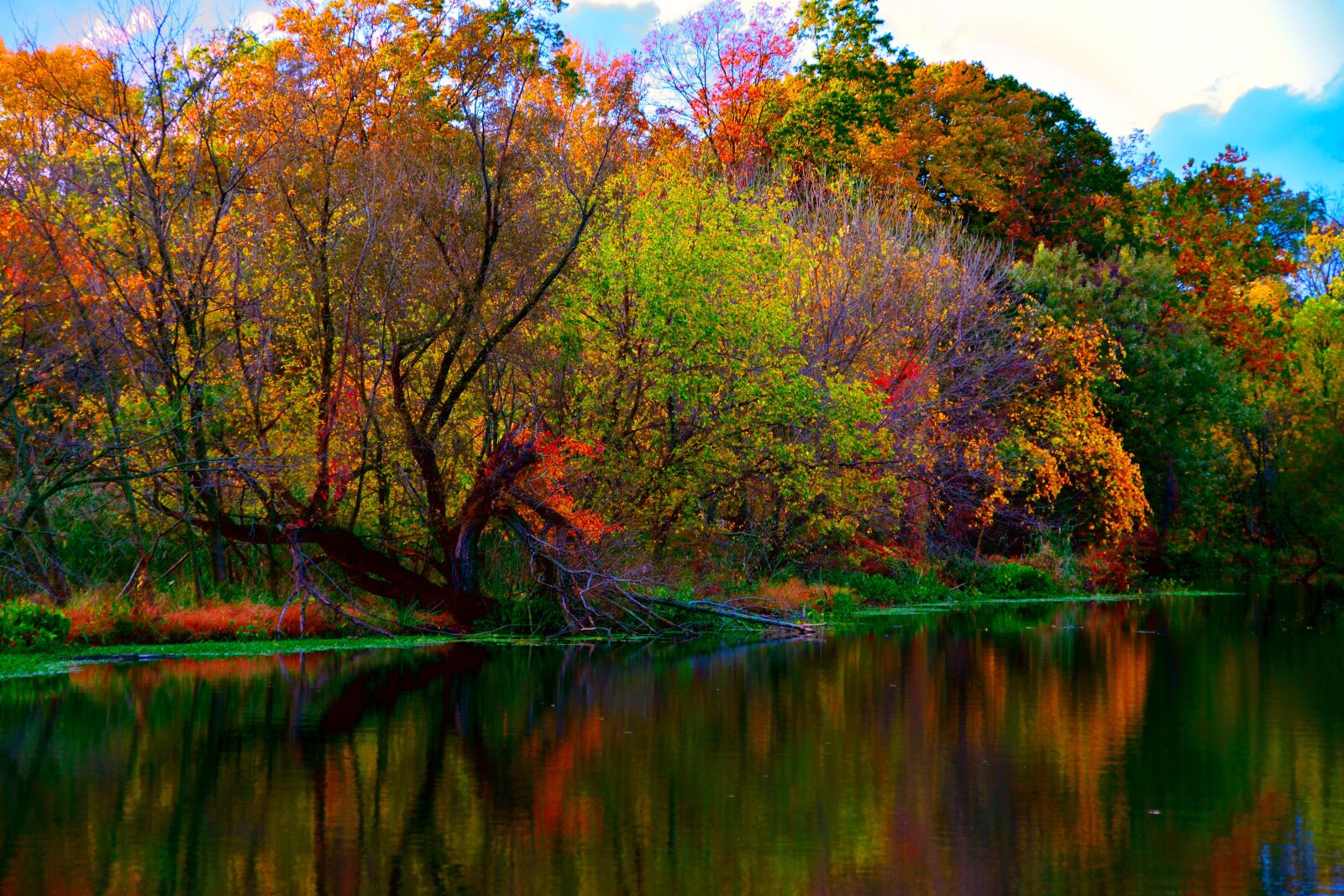 Nikon D5300 sample photo. Autumn, leaves, nature photography