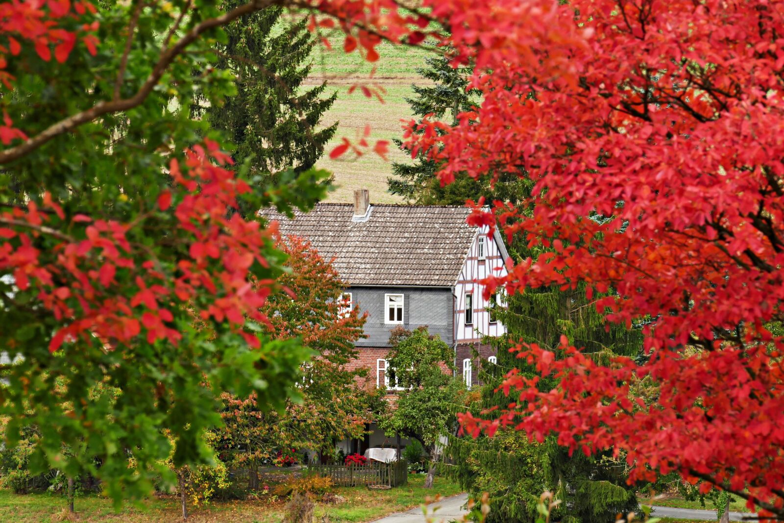 Panasonic Lumix DMC-FZ1000 sample photo. Autumn, house, leaves photography