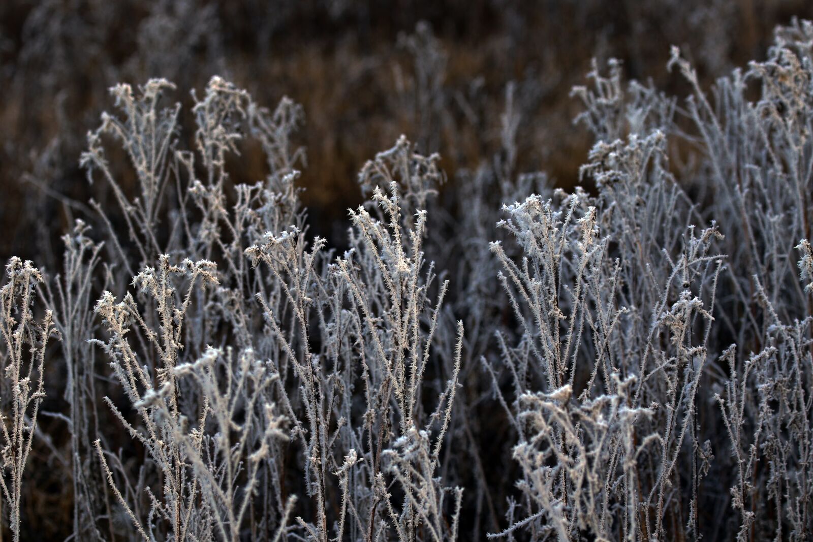 Canon EOS 7D Mark II sample photo. Trees, lighting, fog photography