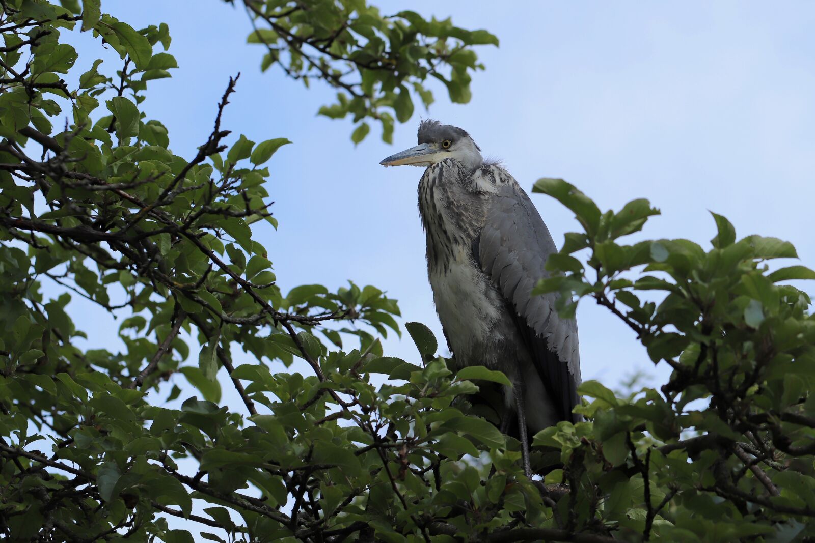 Canon EOS 800D (EOS Rebel T7i / EOS Kiss X9i) sample photo. Grey heron, heron, bird photography