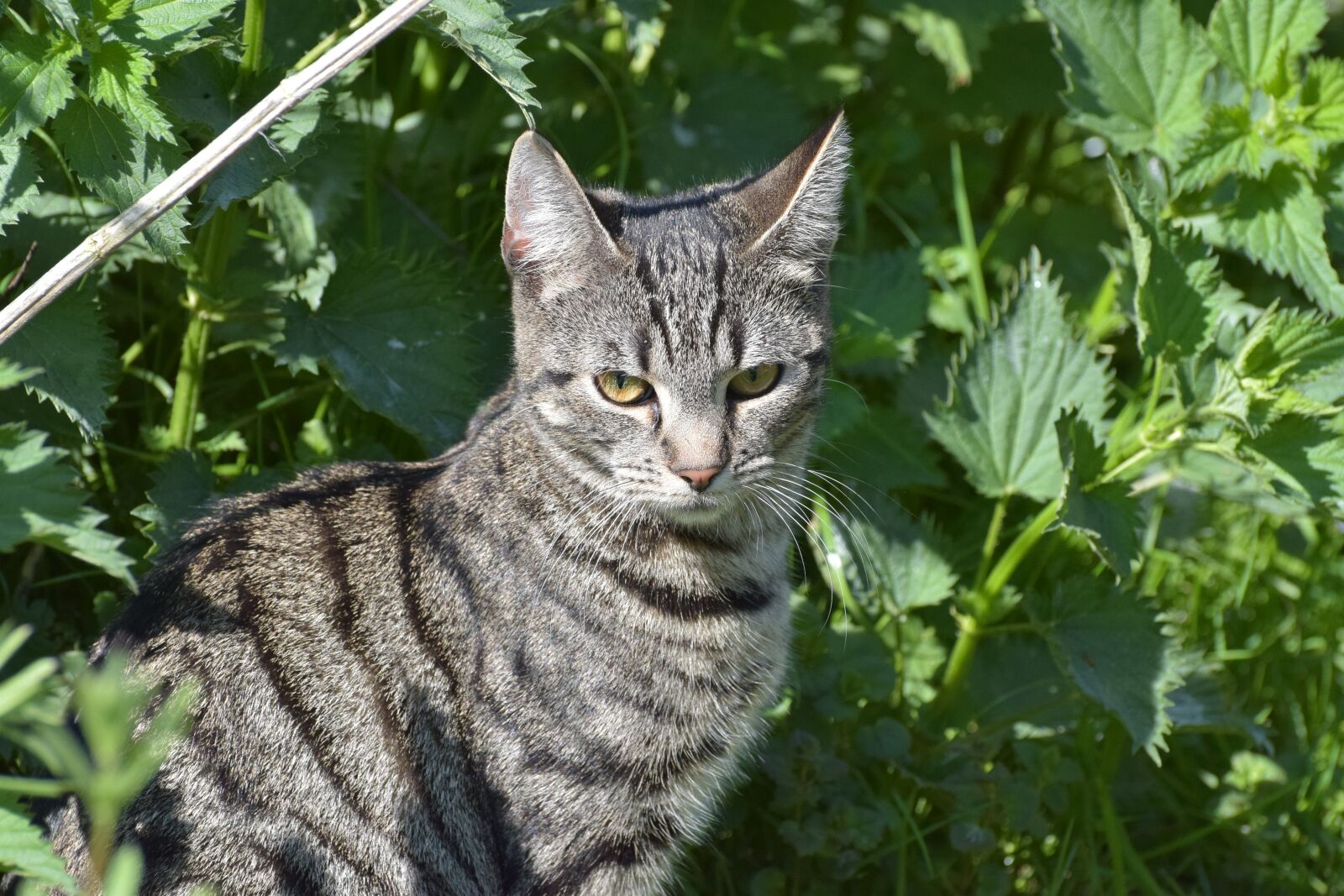 Nikon D5300 sample photo. Cat, domestic cat, sweet photography