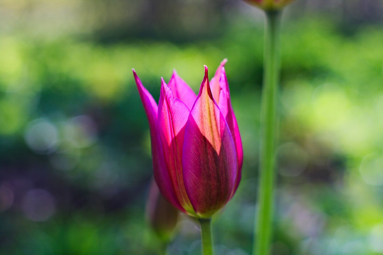Canon EOS 1000D (EOS Digital Rebel XS / EOS Kiss F) sample photo. Beautiful tulip, tulip, colour photography