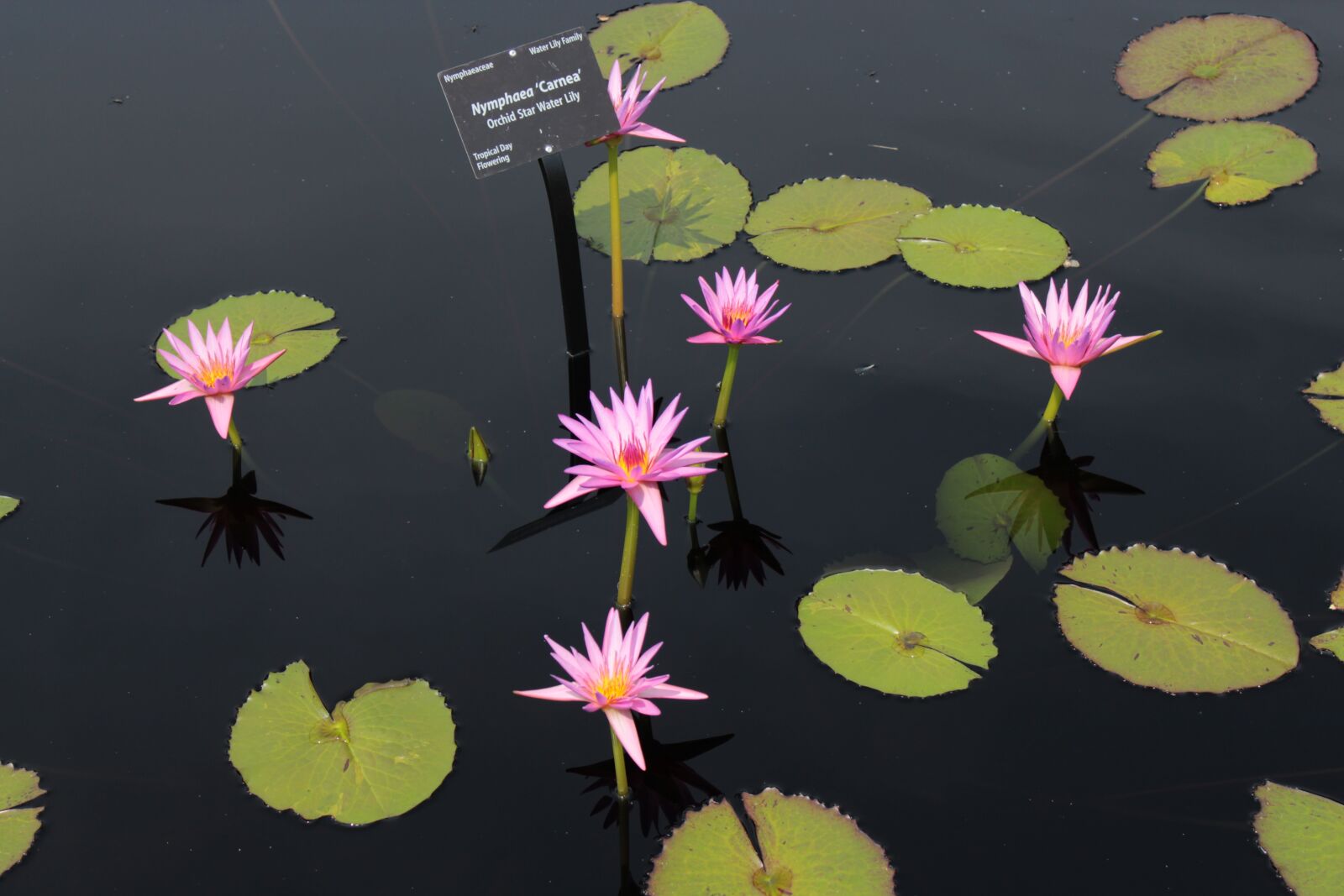 Canon EOS 1300D (EOS Rebel T6 / EOS Kiss X80) sample photo. Lilly, lillies, lotus photography