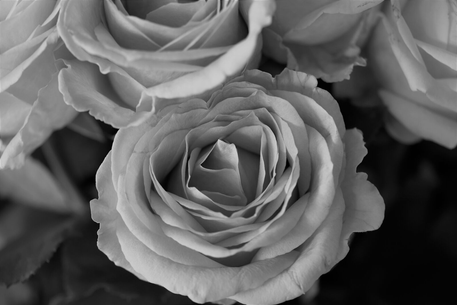 Nikon D5500 sample photo. Roses, flowers, black and photography