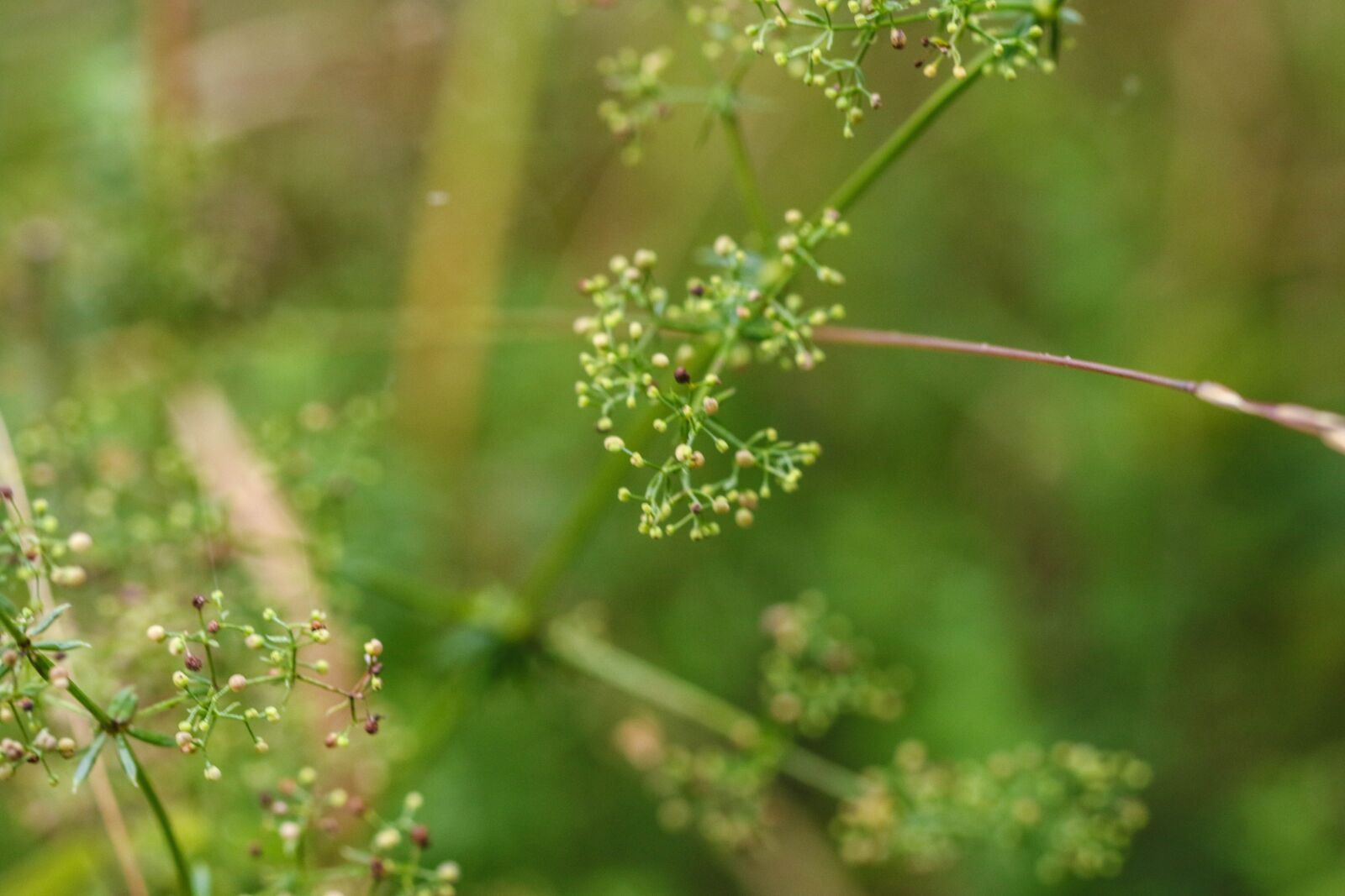 Canon EOS 7D Mark II sample photo. Nature, growth, green photography