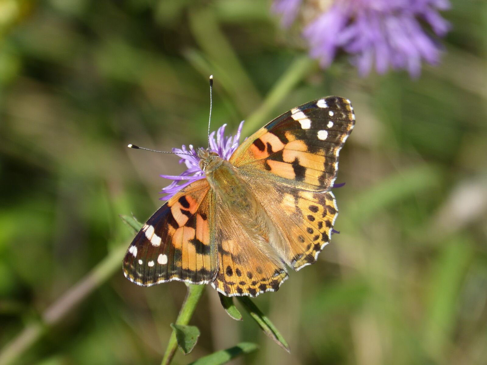 Panasonic DMC-FZ62 sample photo. Butterfly, thistle flower, libar photography
