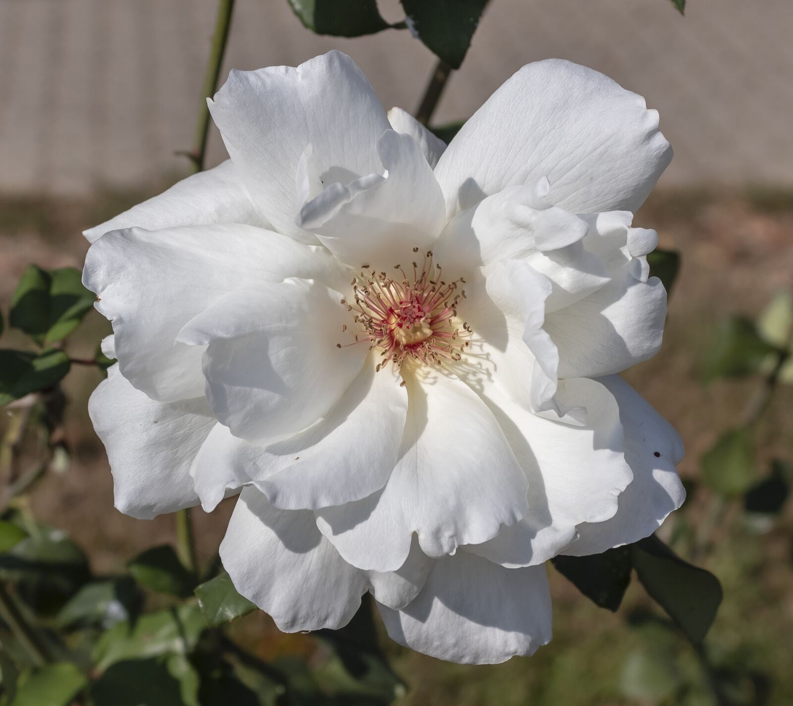 Canon EOS 1300D (EOS Rebel T6 / EOS Kiss X80) sample photo. Rose, flower, white photography