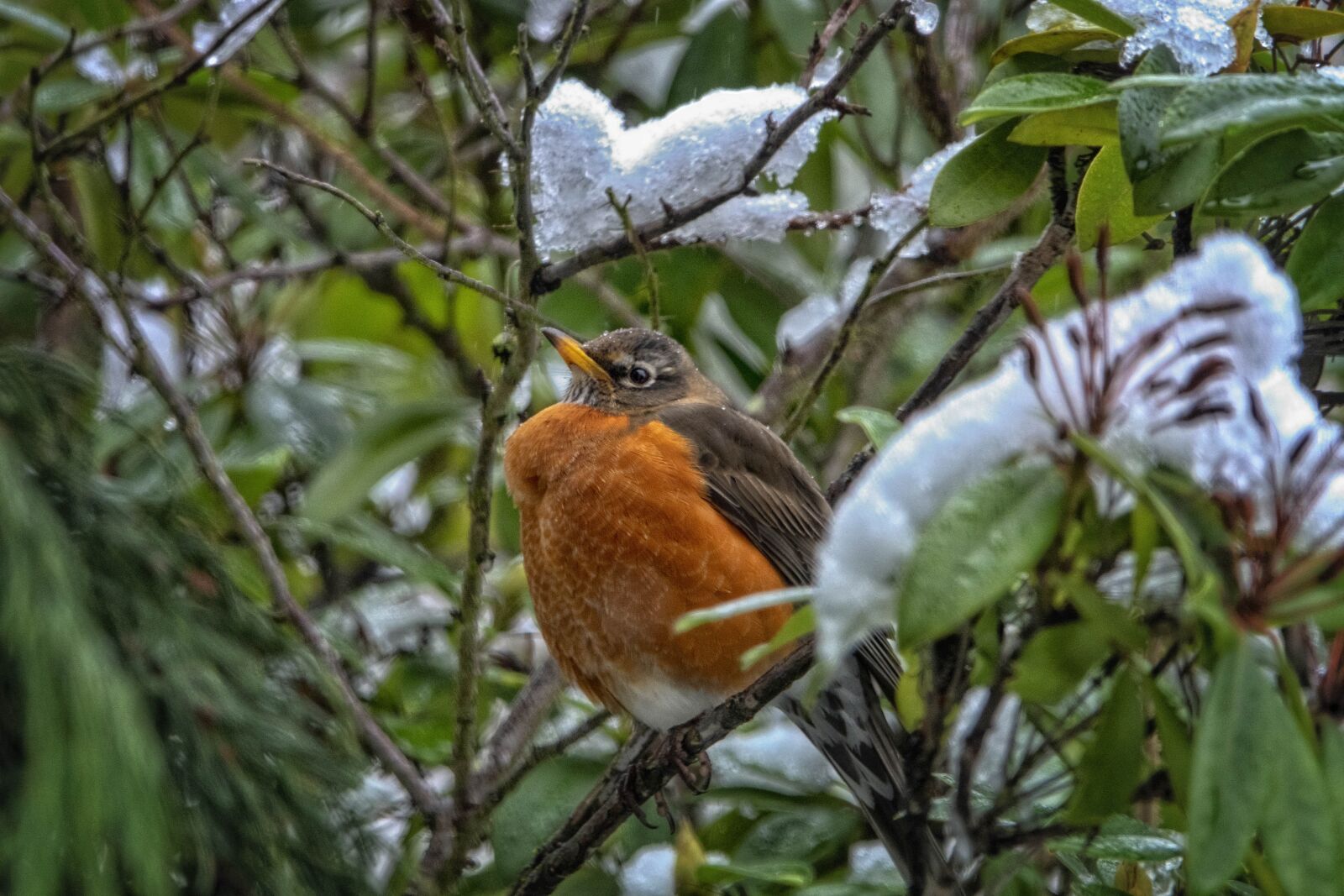 Sony Cyber-shot DSC-RX10 IV sample photo. Robin, bird, nature photography