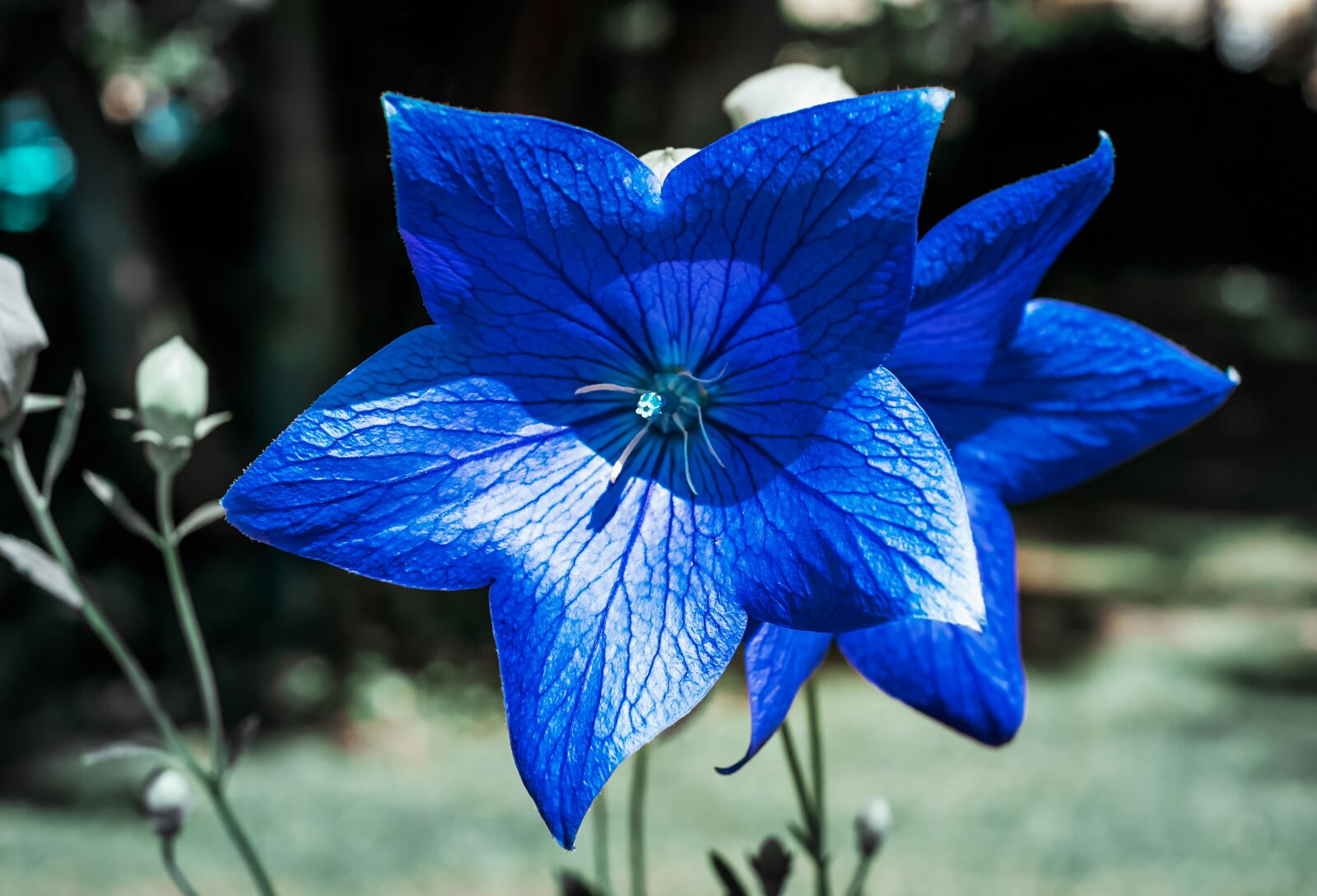 Fujifilm X-T10 + Fujifilm XF 35mm F1.4 R sample photo. Bellflower, flower, blossomed photography