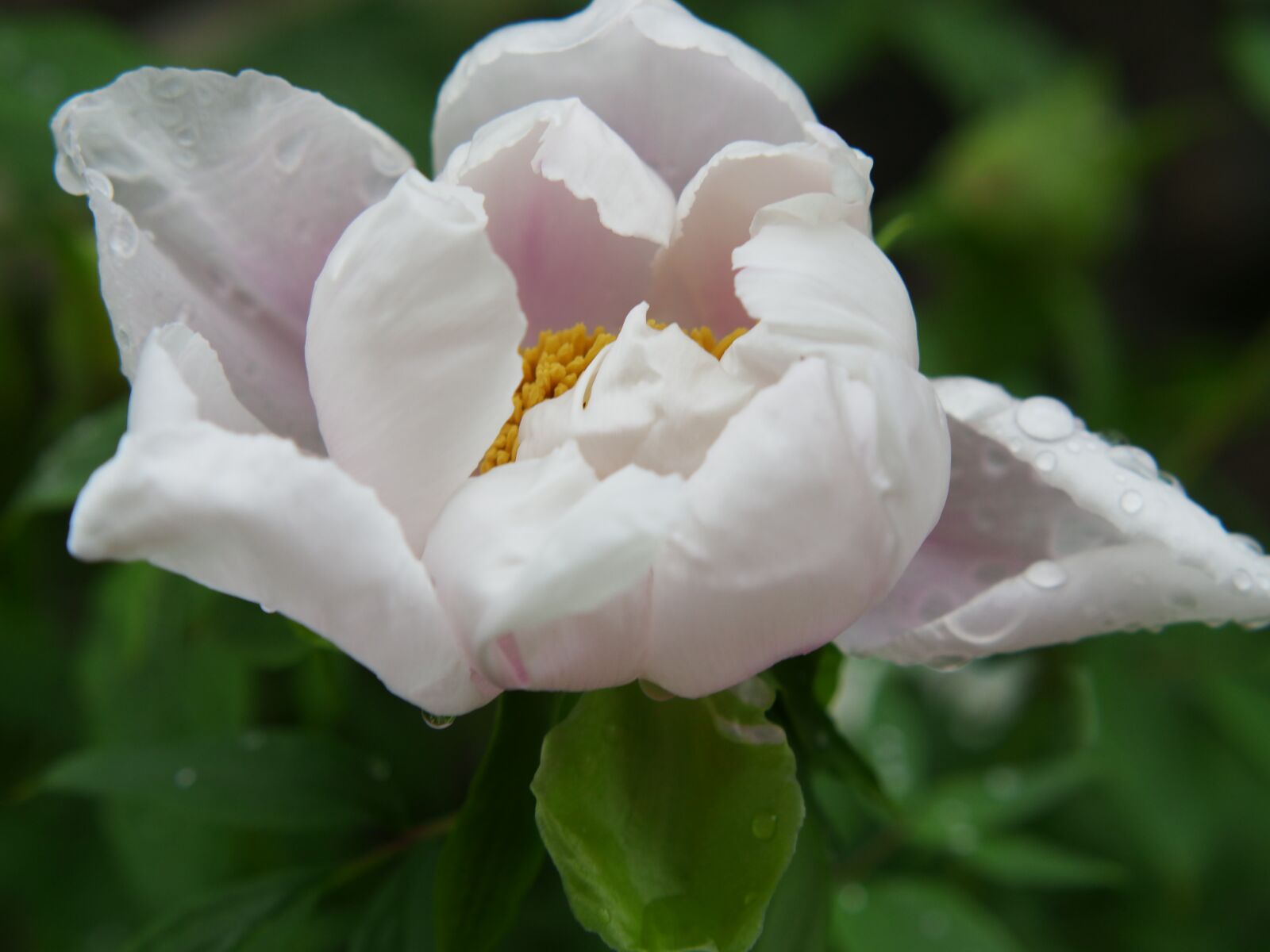 XIAOYI 42.5mm F1.8 sample photo. White flower, macro, flower photography