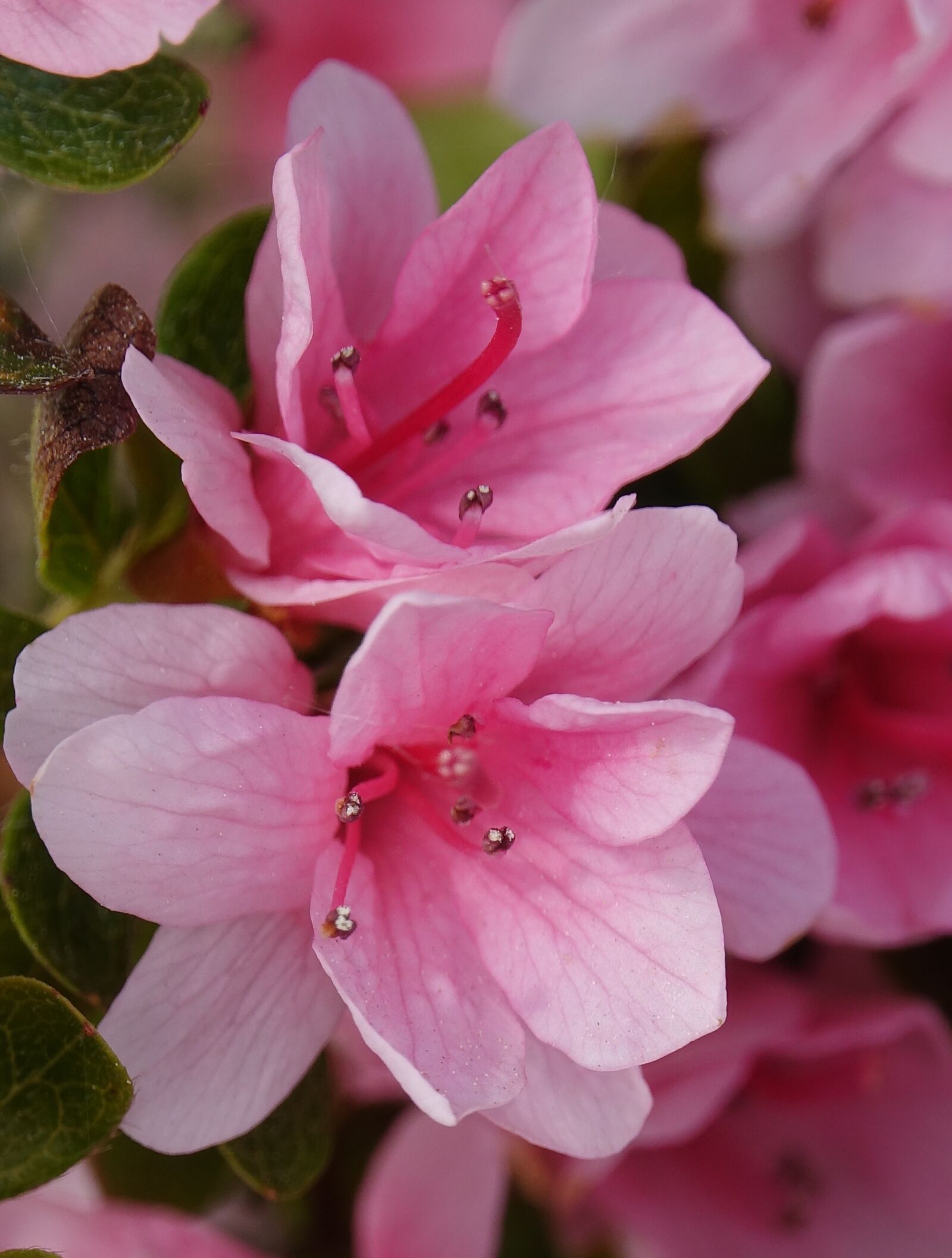 Sony Cyber-shot DSC-RX10 III sample photo. Flower, nature, plant photography