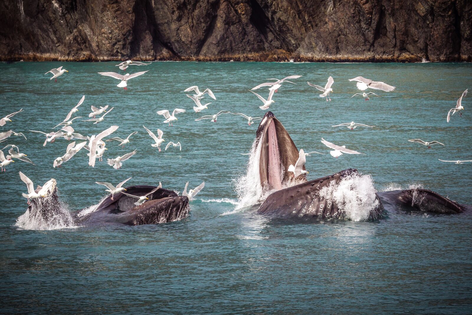 Canon EOS-1D Mark IV sample photo. Humpback whale, alaska, sea photography