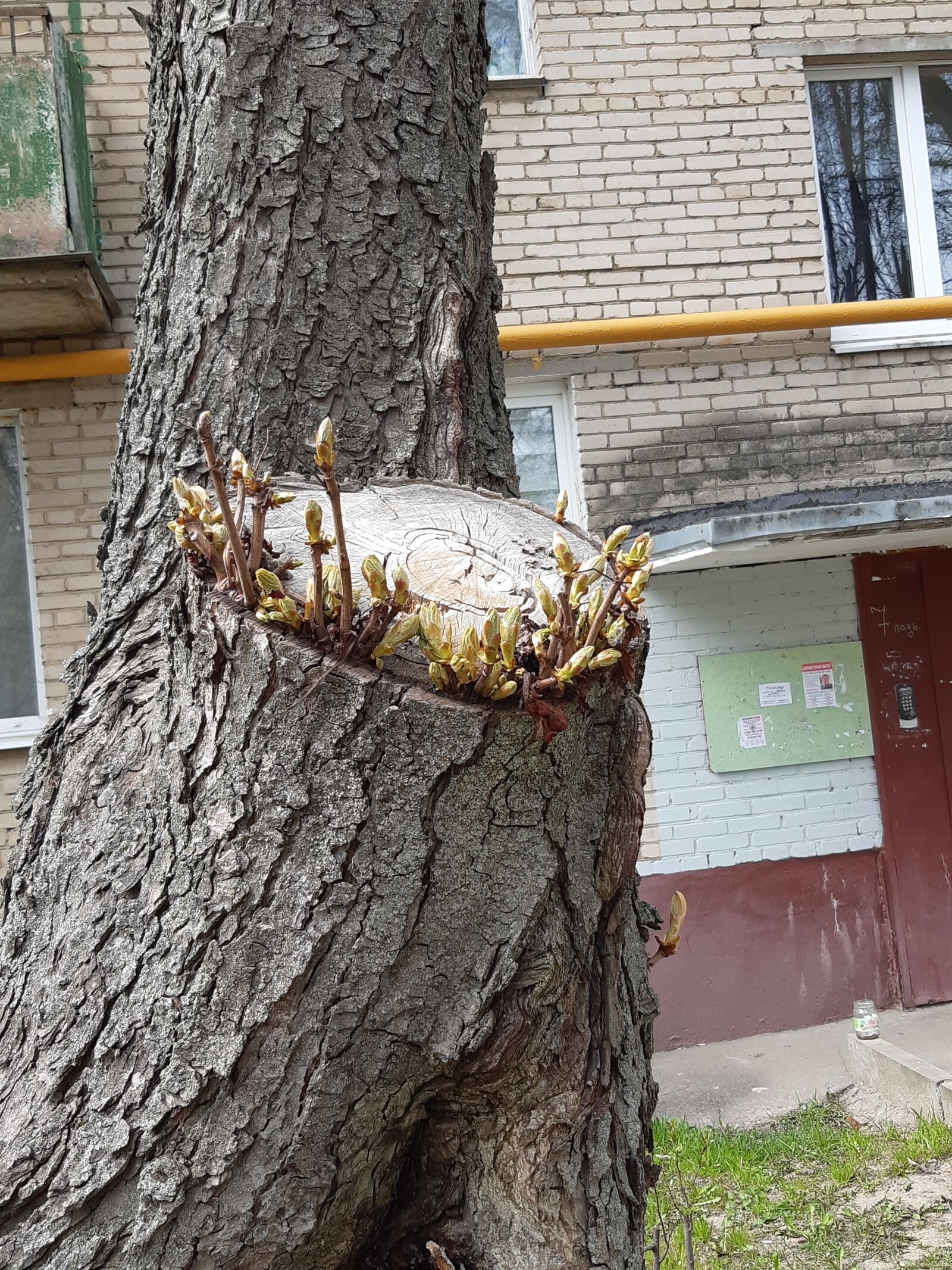 Samsung Galaxy A30 sample photo. Tree, spring, nature photography
