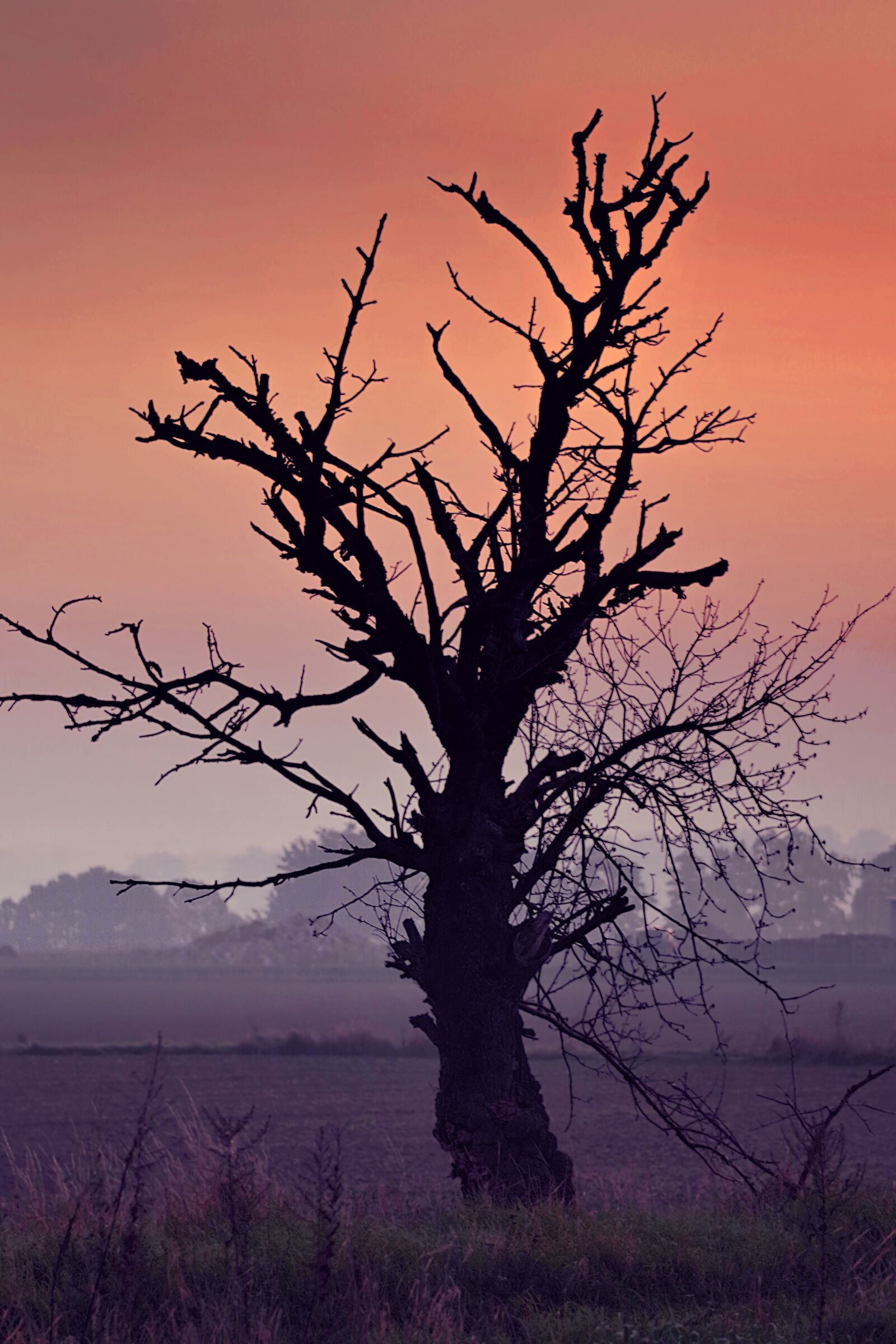 Pentax K-S2 sample photo. Tree, dried, lonely photography