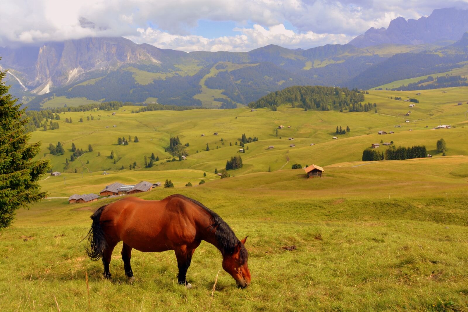 Nikon D7100 sample photo. Horse, prato, dolomites photography