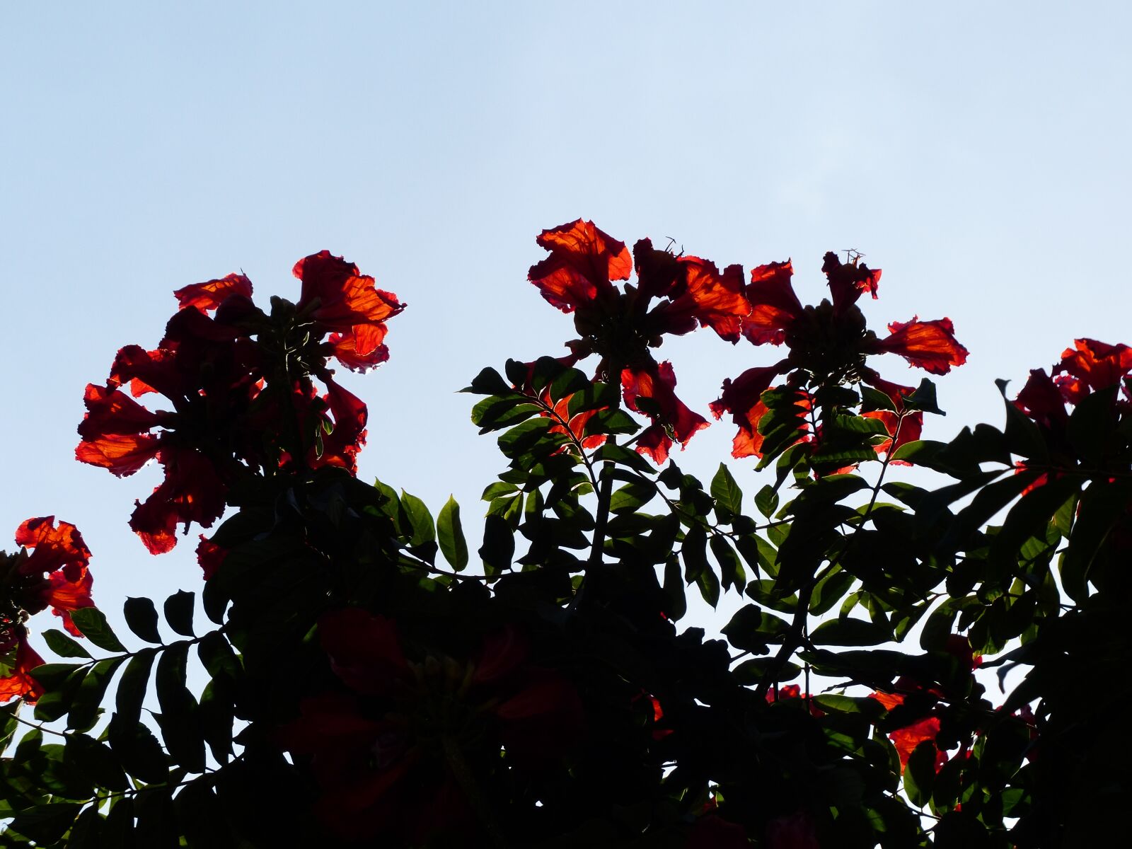 Panasonic Lumix DMC-FZ200 sample photo. Tulip tree, flowers, red photography