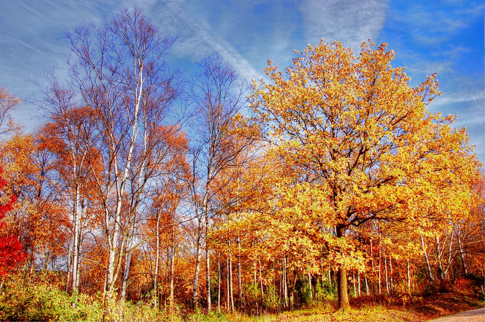 Nikon D40 sample photo. Autumn, leaves, nature photography