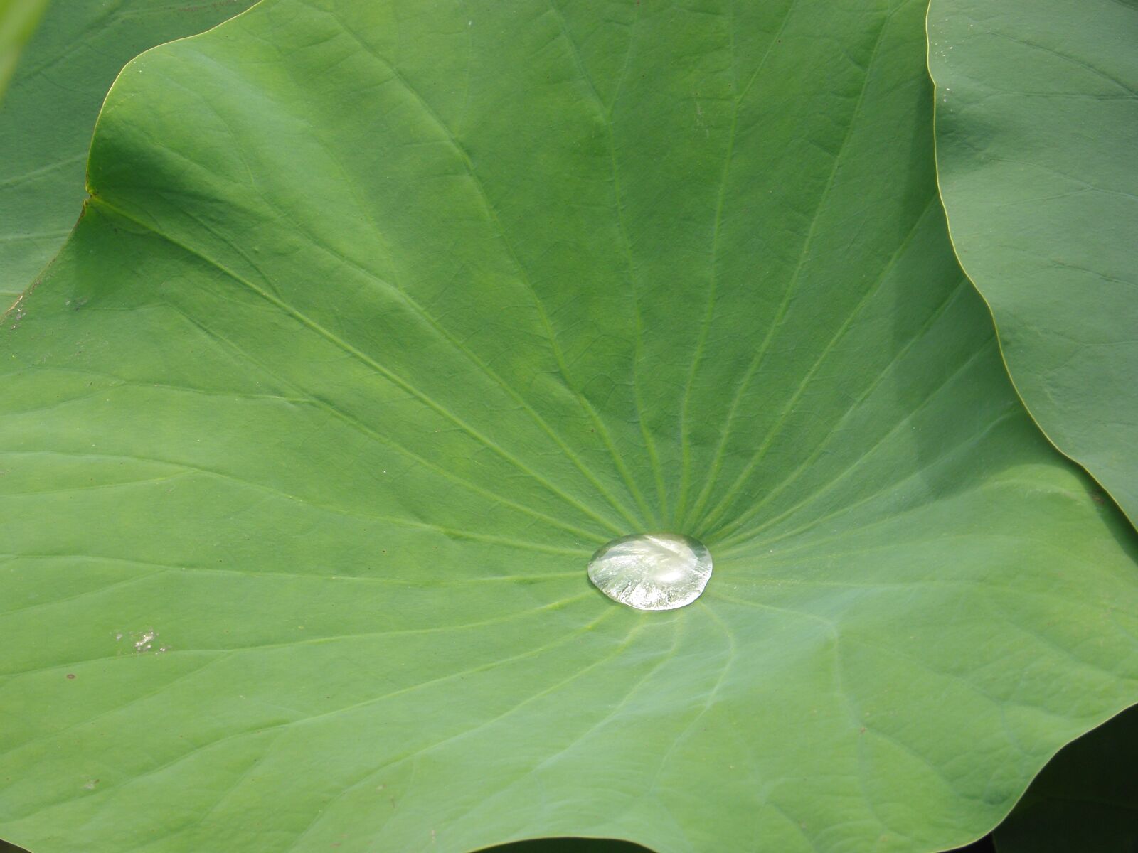 Olympus SP590UZ sample photo. Lotus, swamp, pond photography