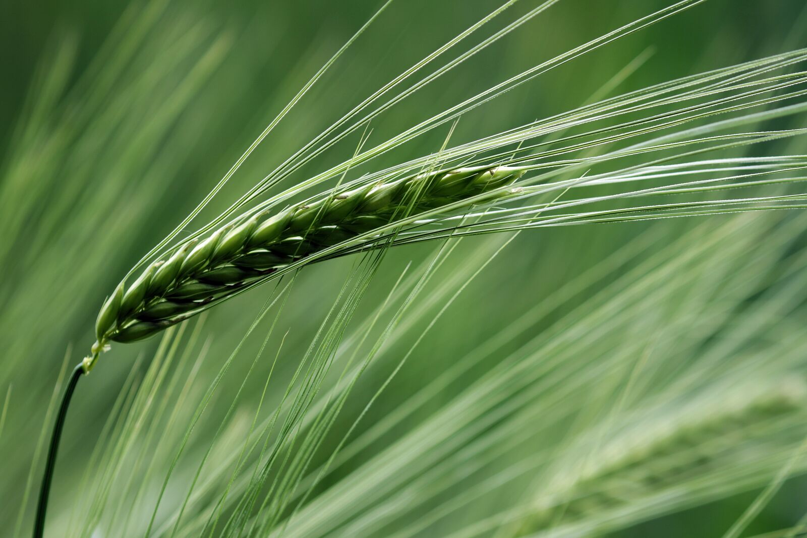 Canon EOS 7D Mark II + Canon EF 100-400mm F4.5-5.6L IS II USM sample photo. Cereals, grain, wheat photography