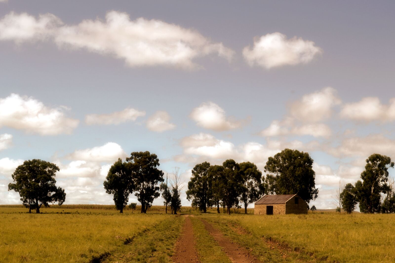 Nikon D3100 sample photo. Trees, farm, road photography