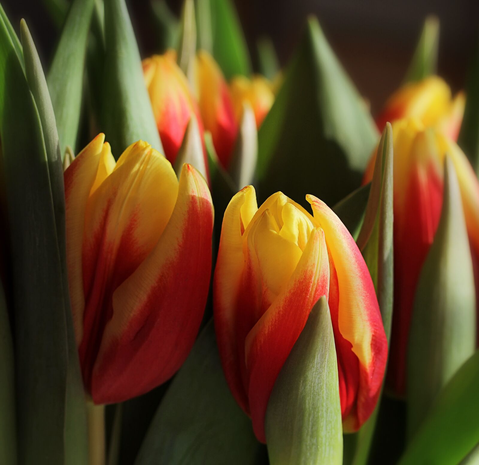Canon EF-S 60mm F2.8 Macro USM sample photo. Nature, spring, easter photography