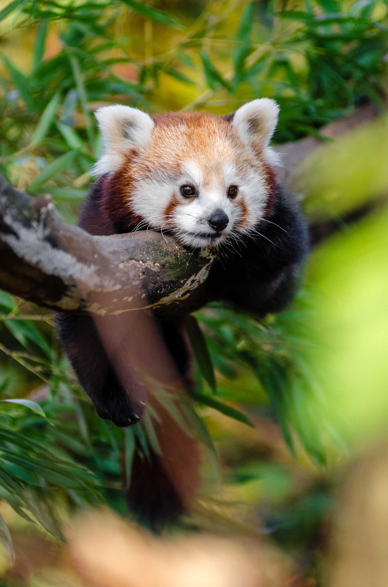 AF Zoom-Nikkor 80-200mm f/2.8 ED sample photo