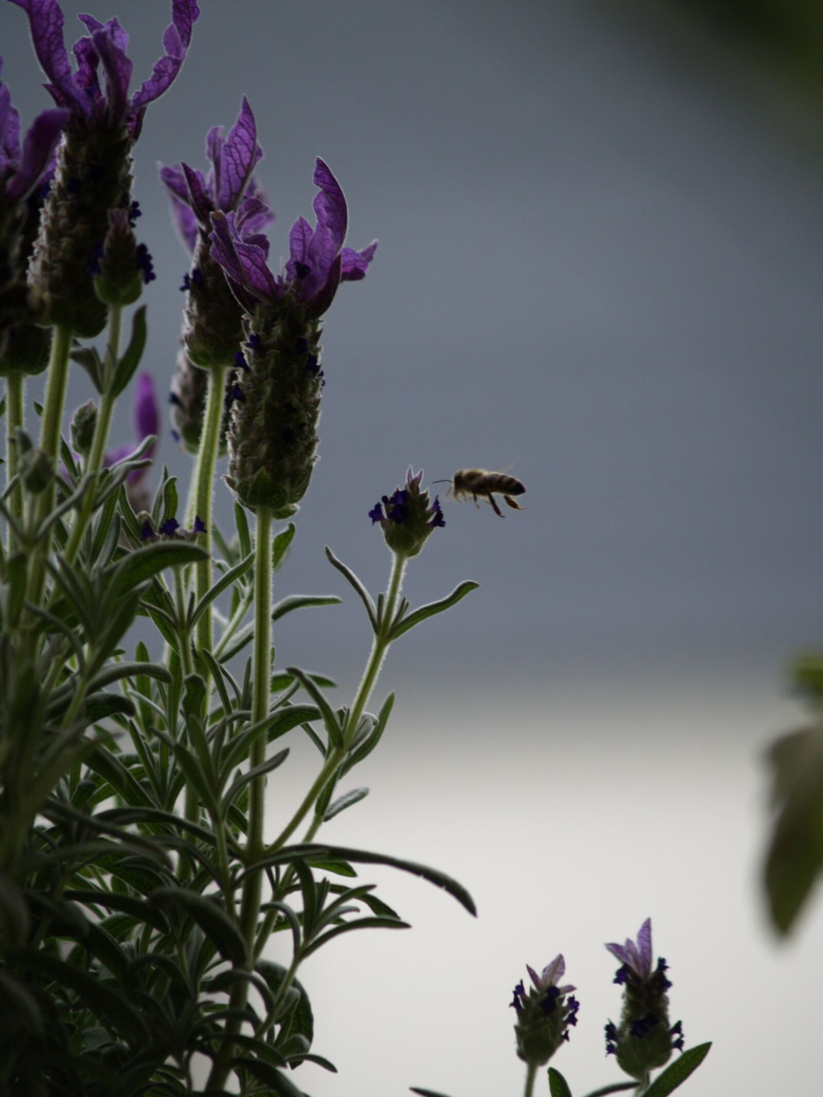Olympus E-500 (EVOLT E-500) sample photo. Bee, in flight, lavender photography