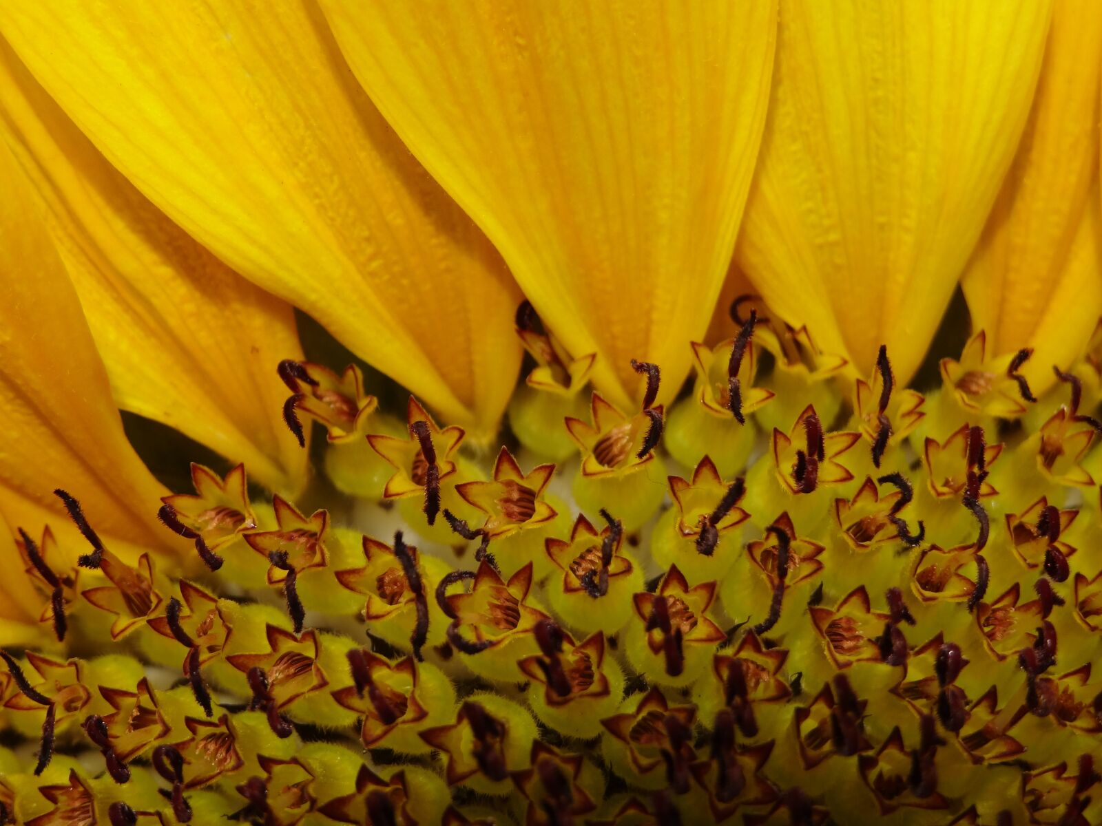 Sony Cyber-shot DSC-HX20V sample photo. Sunflower, vegan, vegetarian photography