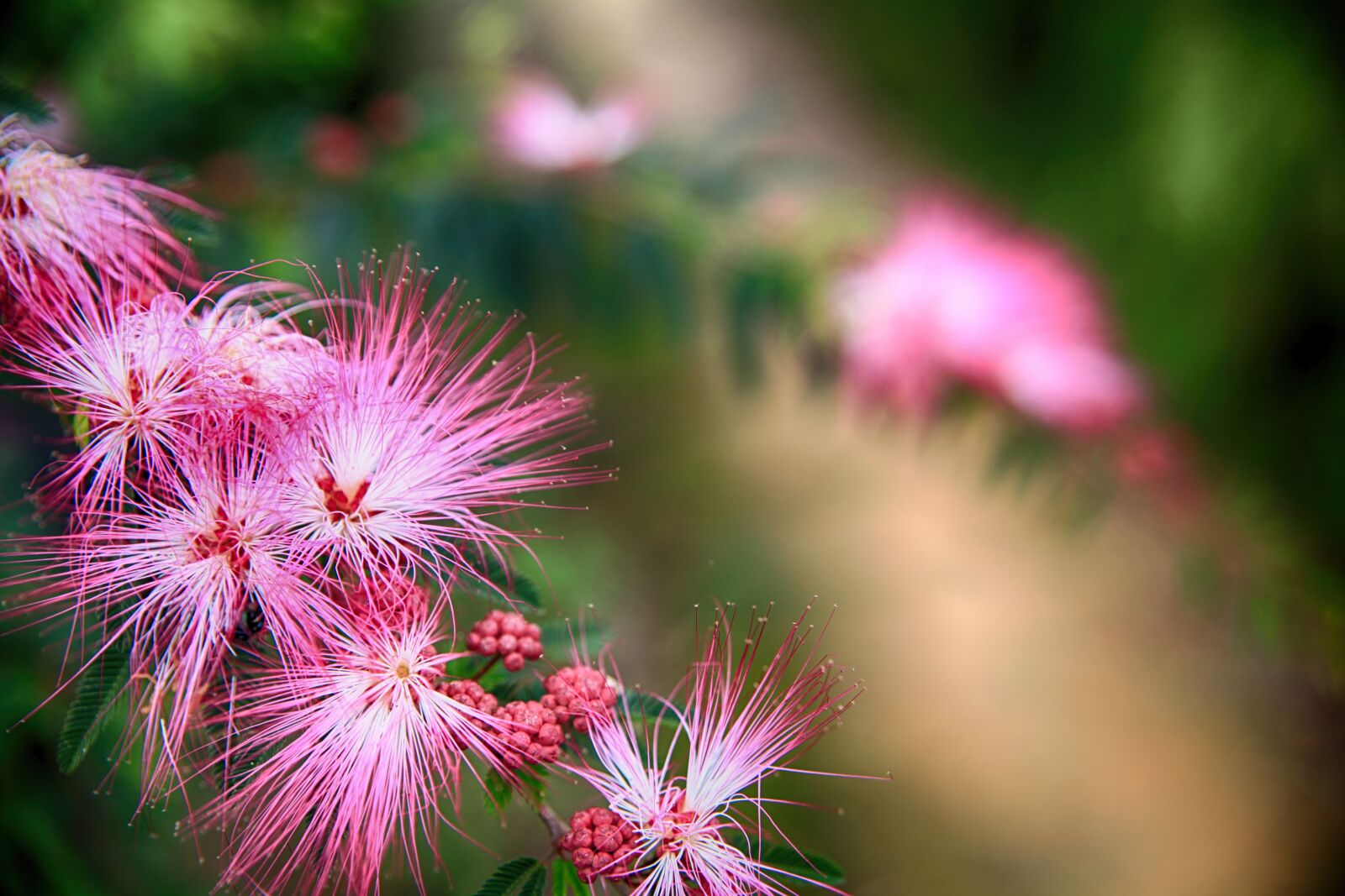 Canon EOS 5D Mark II sample photo. Puff flower, pink flutter photography
