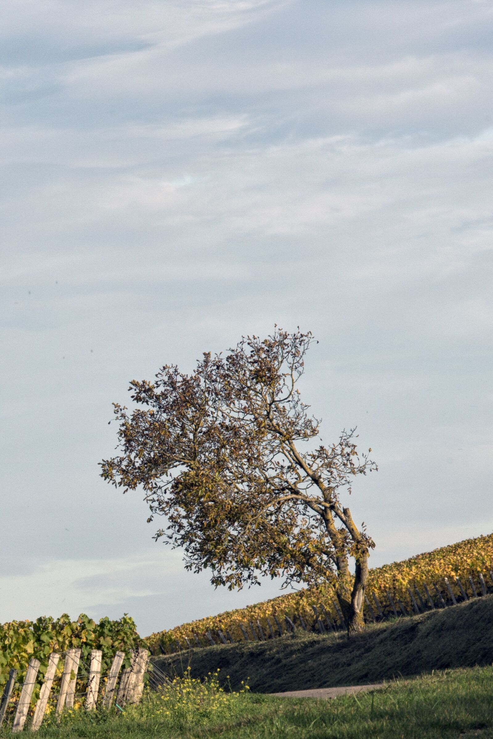 Canon EOS 5D Mark III sample photo. Vines, trees, field photography