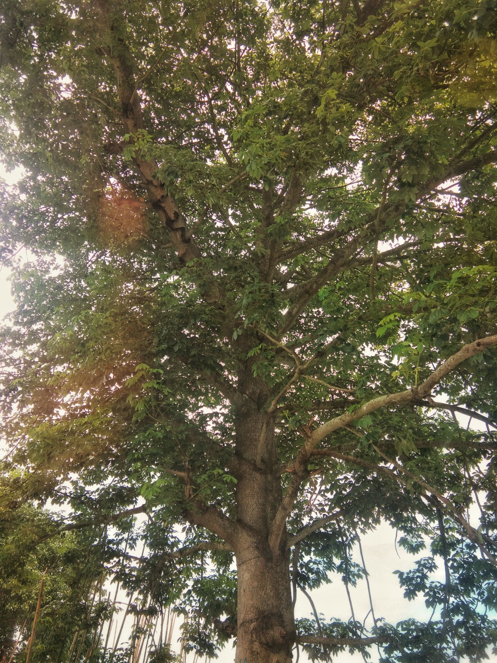 vivo Y65 sample photo. Tree, leaf, nature photography