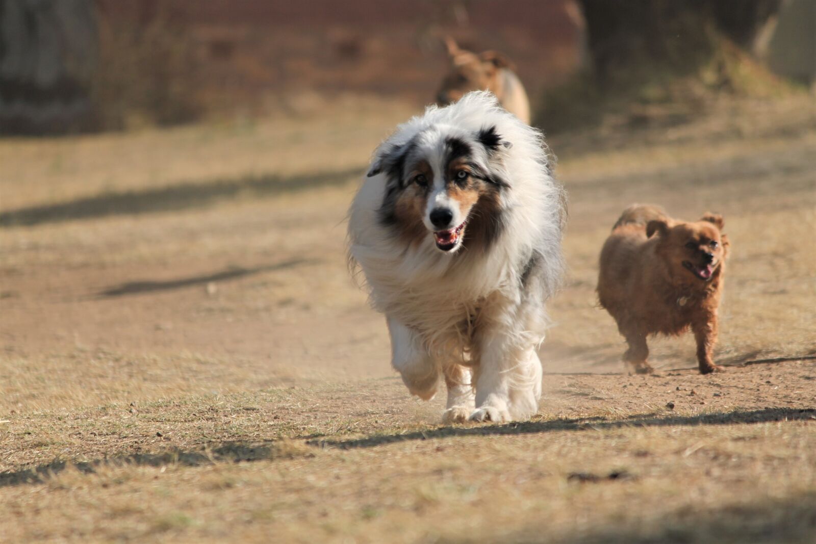 Canon EOS 1100D (EOS Rebel T3 / EOS Kiss X50) sample photo. Dog, australian shepherd, collie photography