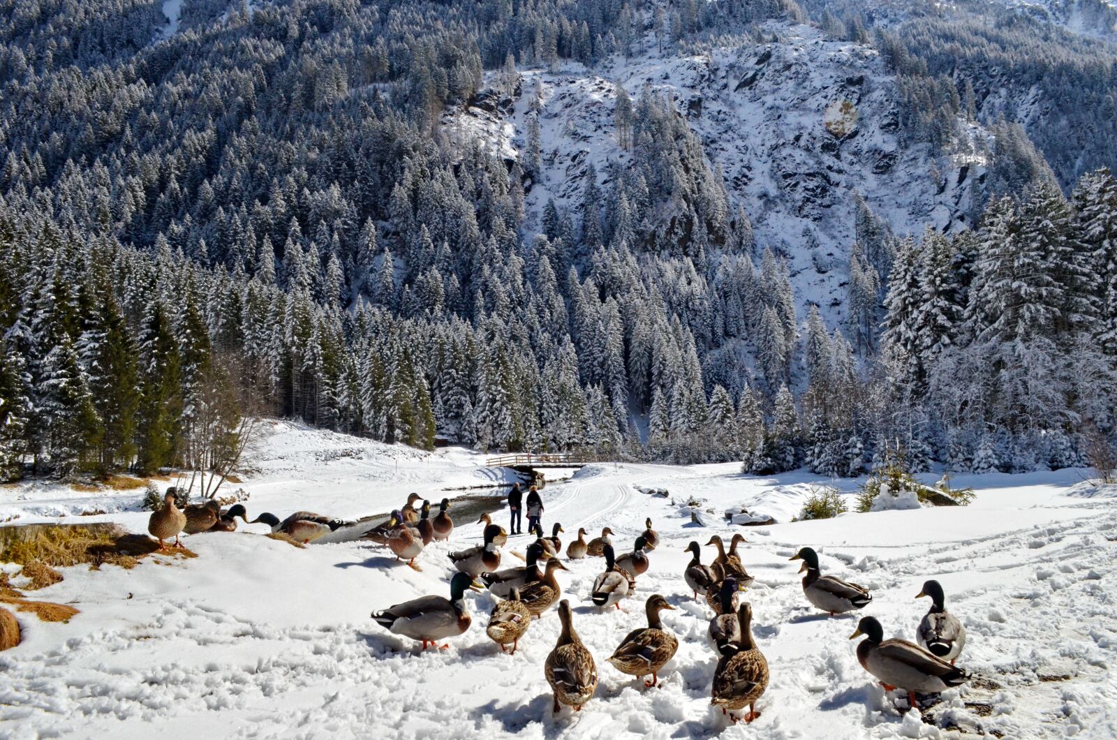 Nikon D5100 sample photo. Forest, birds, duck photography