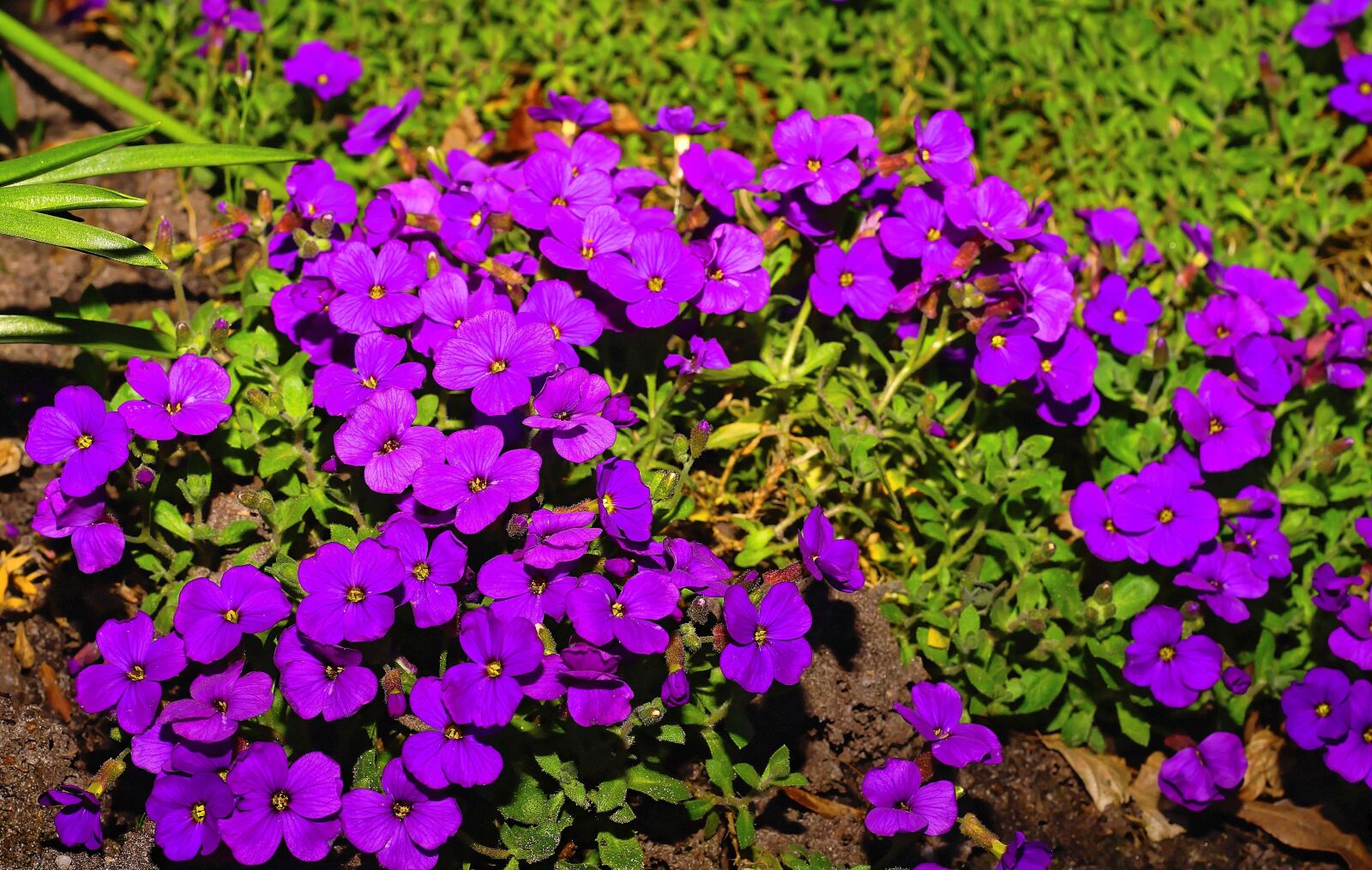 Sony a99 II + MACRO 50mm F2.8 sample photo. Flowers, purple, nature photography