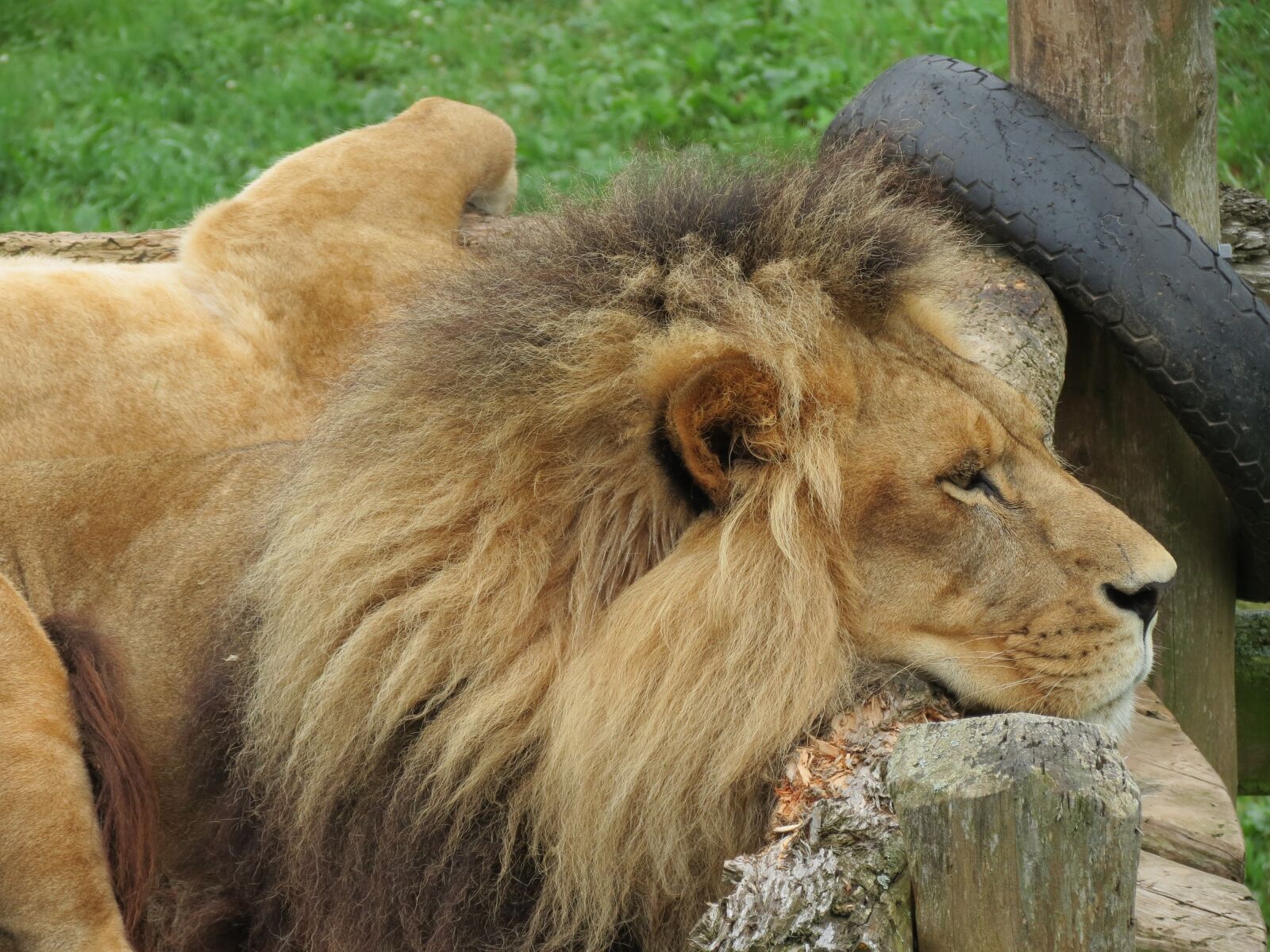 Canon PowerShot SX40 HS sample photo. Lion, feline, wild photography