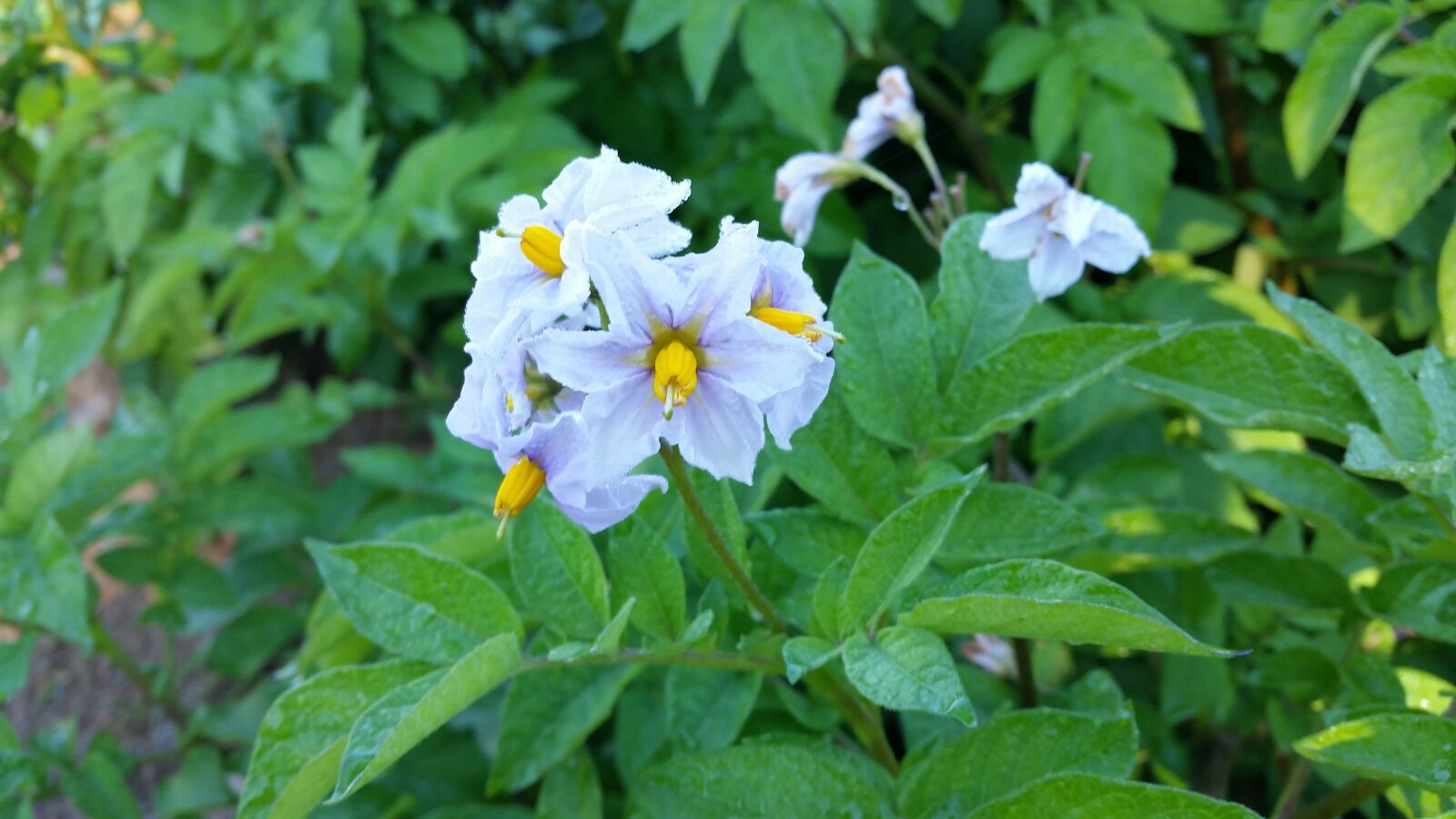 Samsung Galaxy S5 sample photo. Flower, potato, agriculture photography