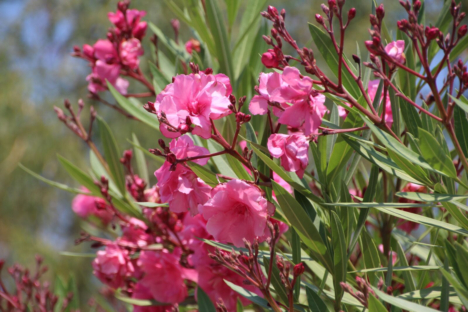 Canon EOS 650D (EOS Rebel T4i / EOS Kiss X6i) sample photo. Oleander, italy, summer photography