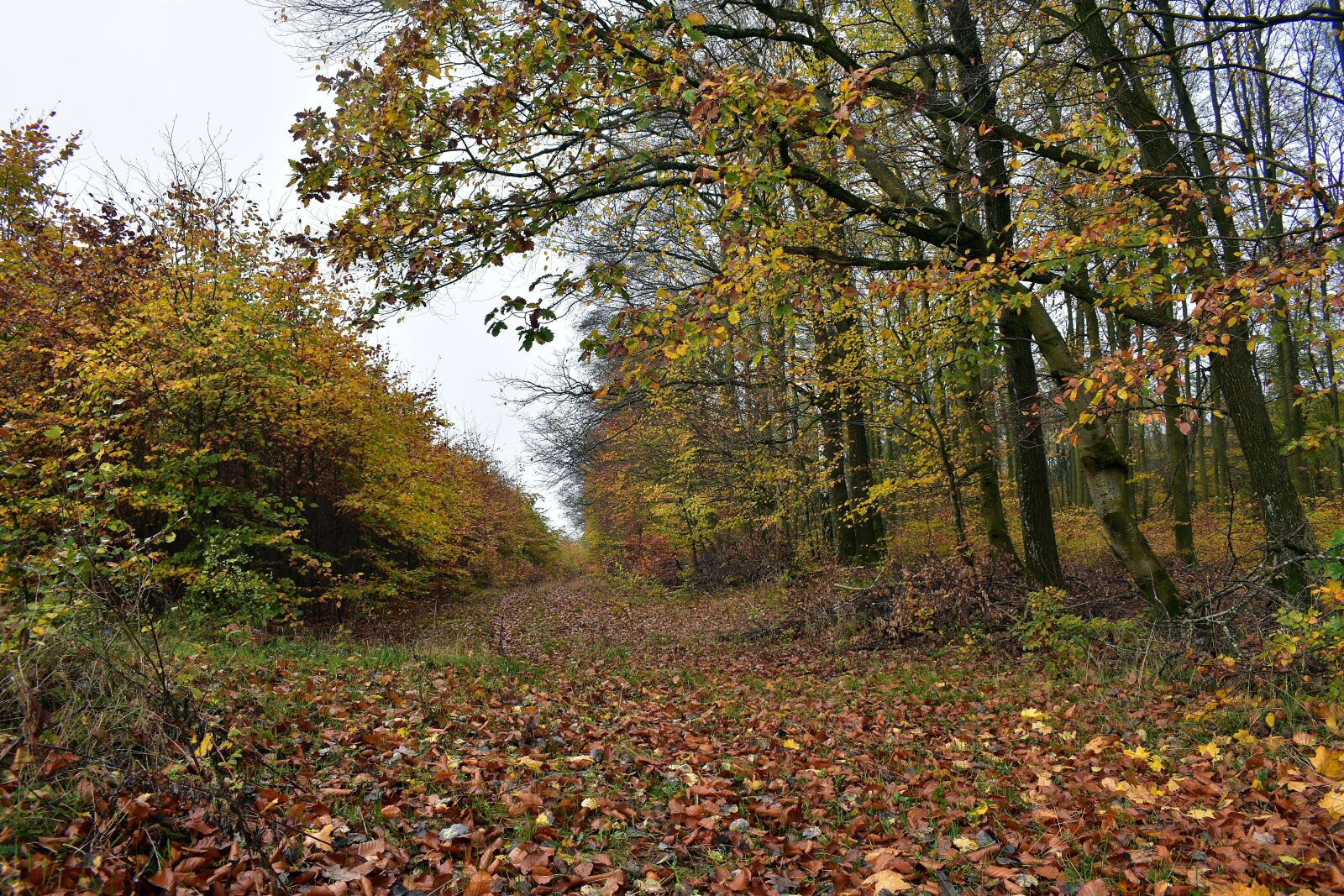Nikon D3400 sample photo. Autumn, forest, green photography