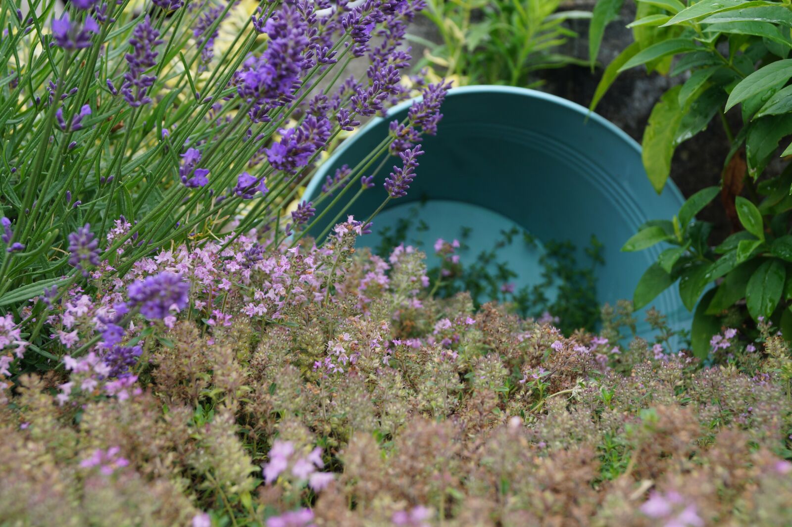 Sony DT 18-55mm F3.5-5.6 SAM II sample photo. Bucket, nature, flowers photography