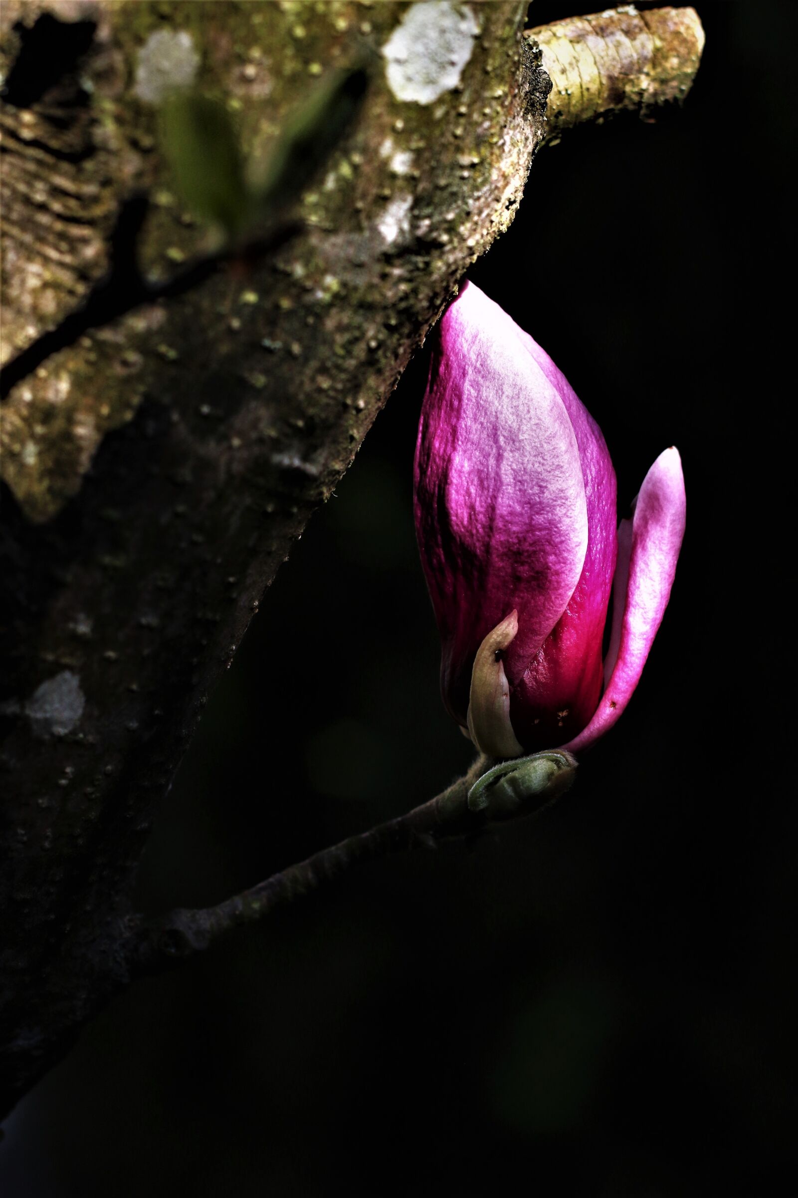 Canon EOS 70D + Canon EF 50mm F1.8 II sample photo. Magnolia, flower, spring photography