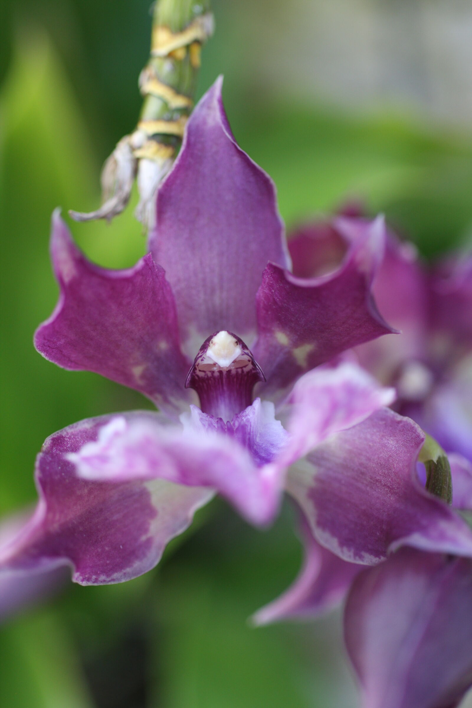 Sigma 50mm f/2.8 EX sample photo