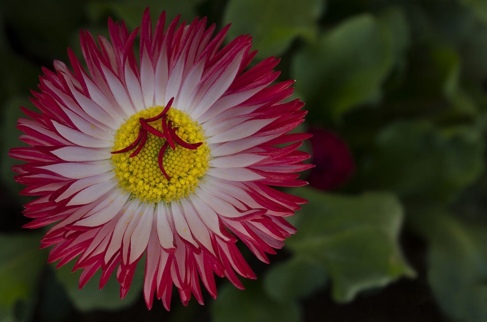 Nikon D5100 sample photo. Daisy, flower, yellow photography
